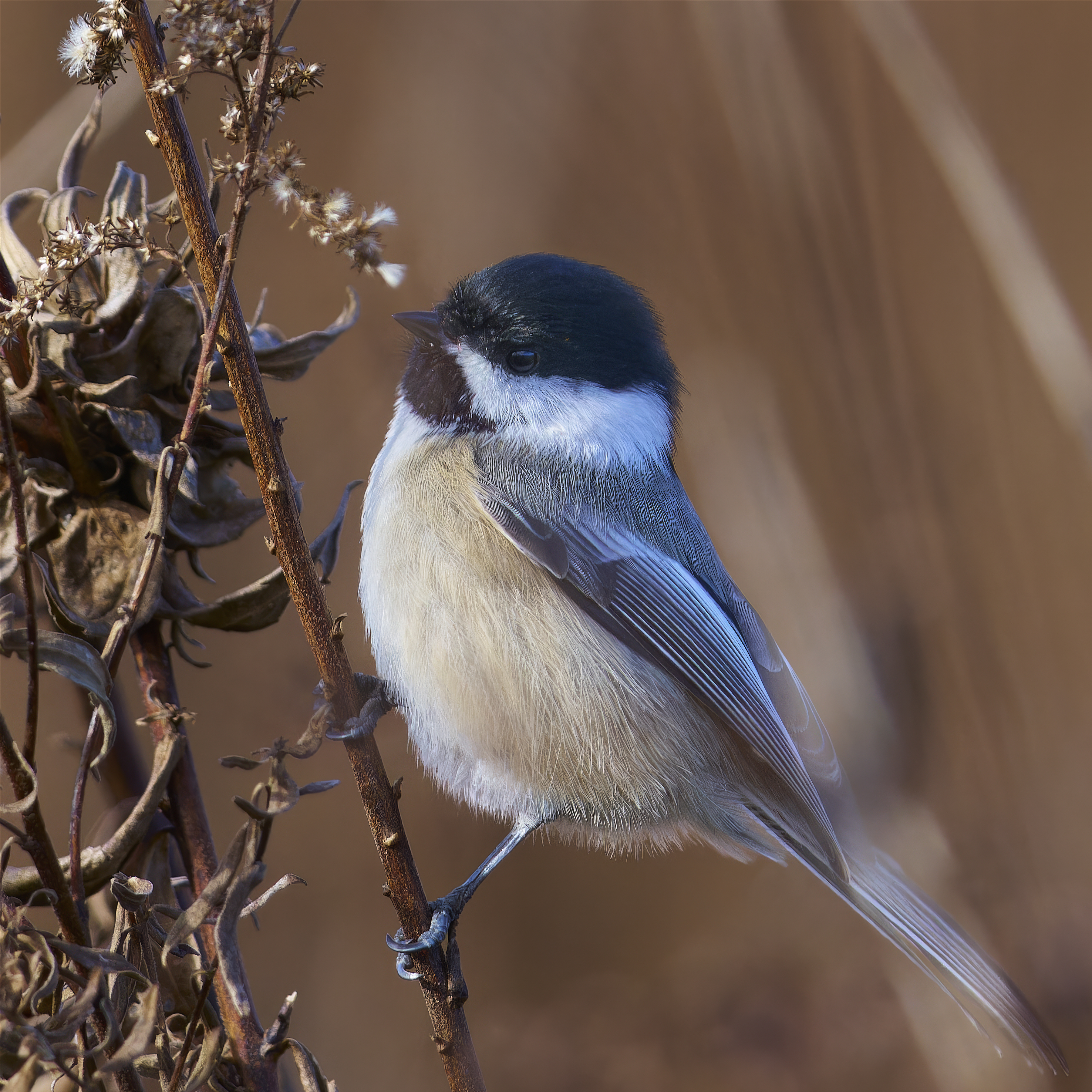 Black-capped Chickadee showing black cap and white cheeks