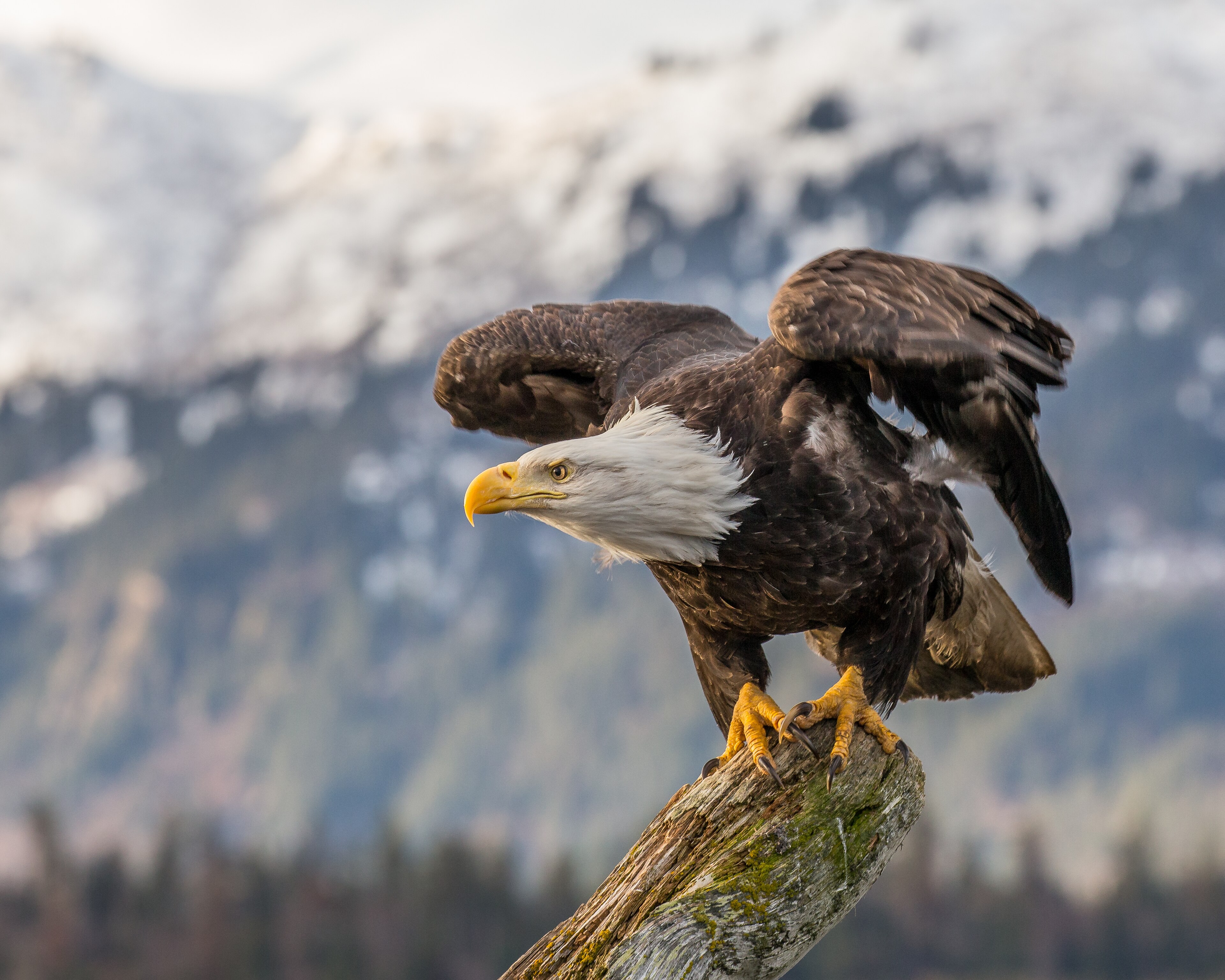 Bald Eagle in adult plumage
