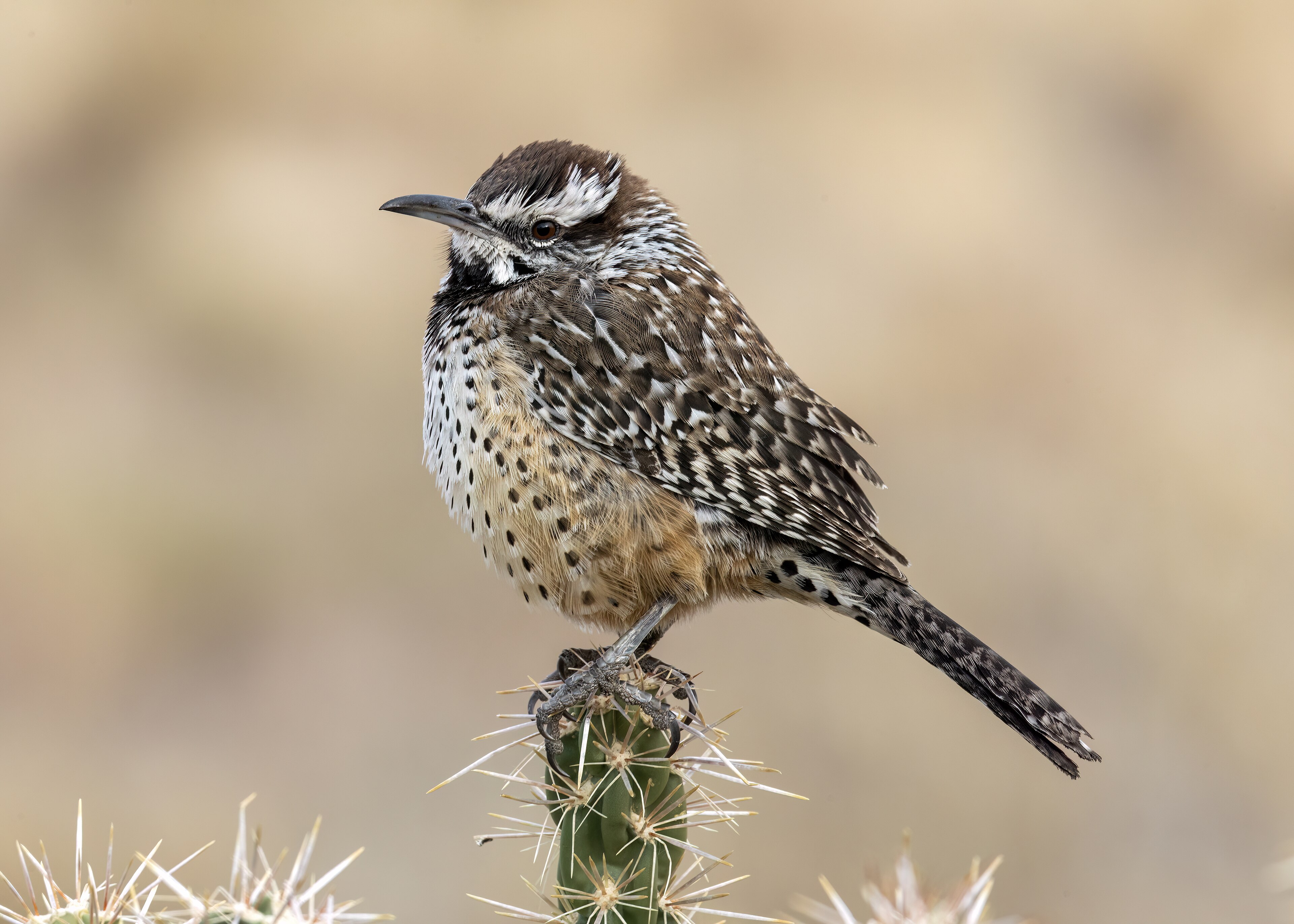 Cactus Wren in adult plumage