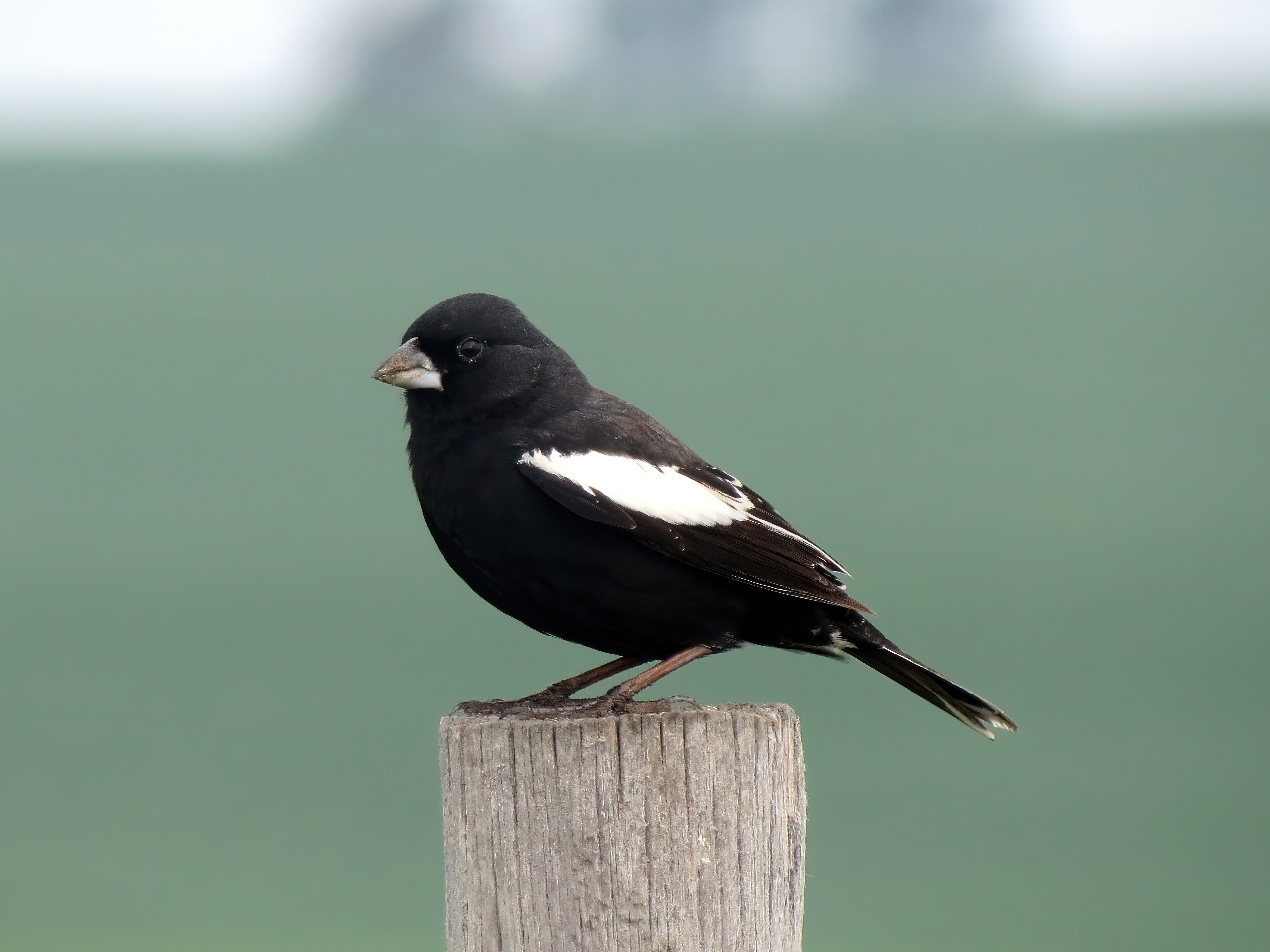 Lark Bunting in adult plumage
