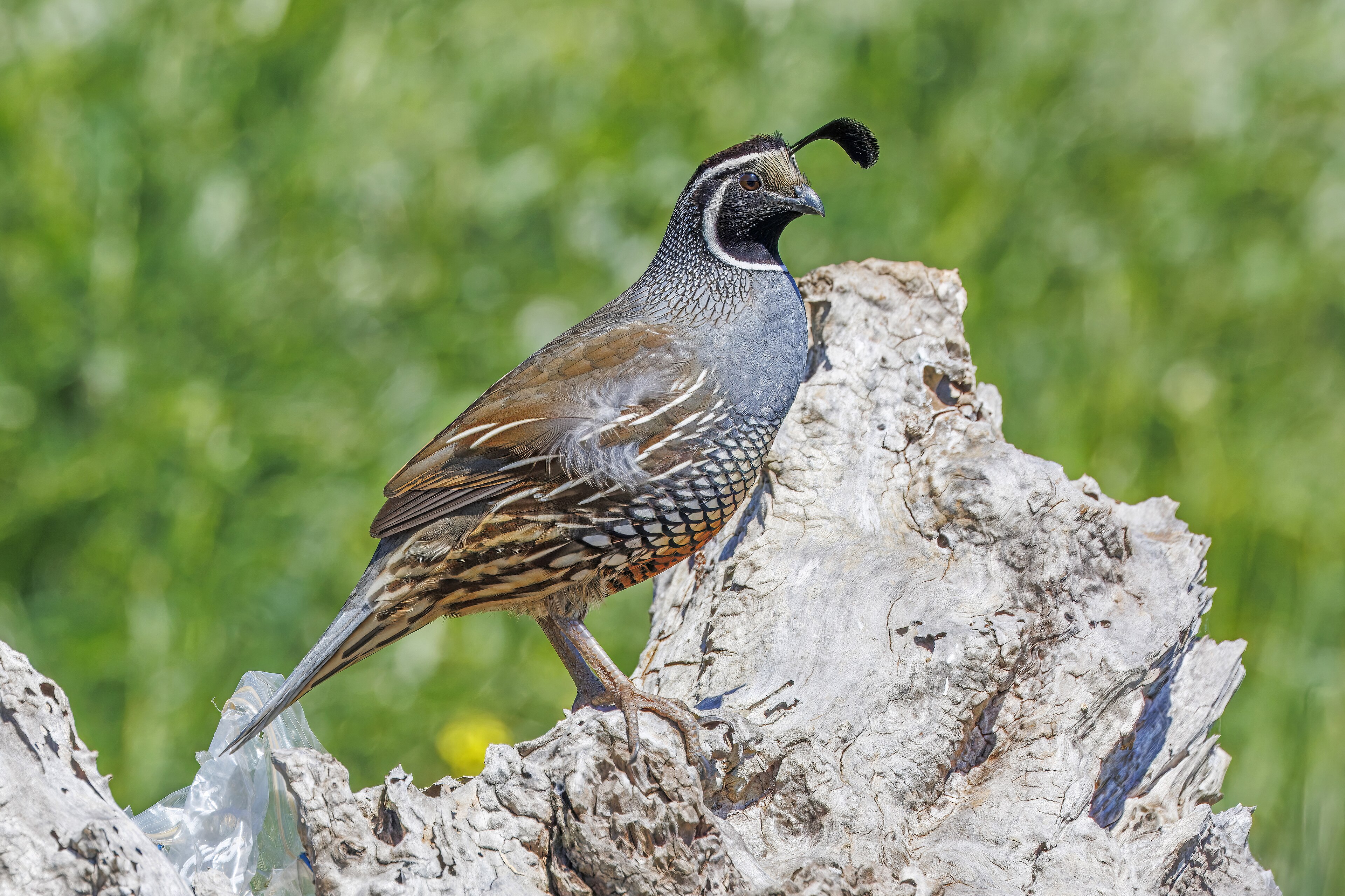 California Quail in adult plumage