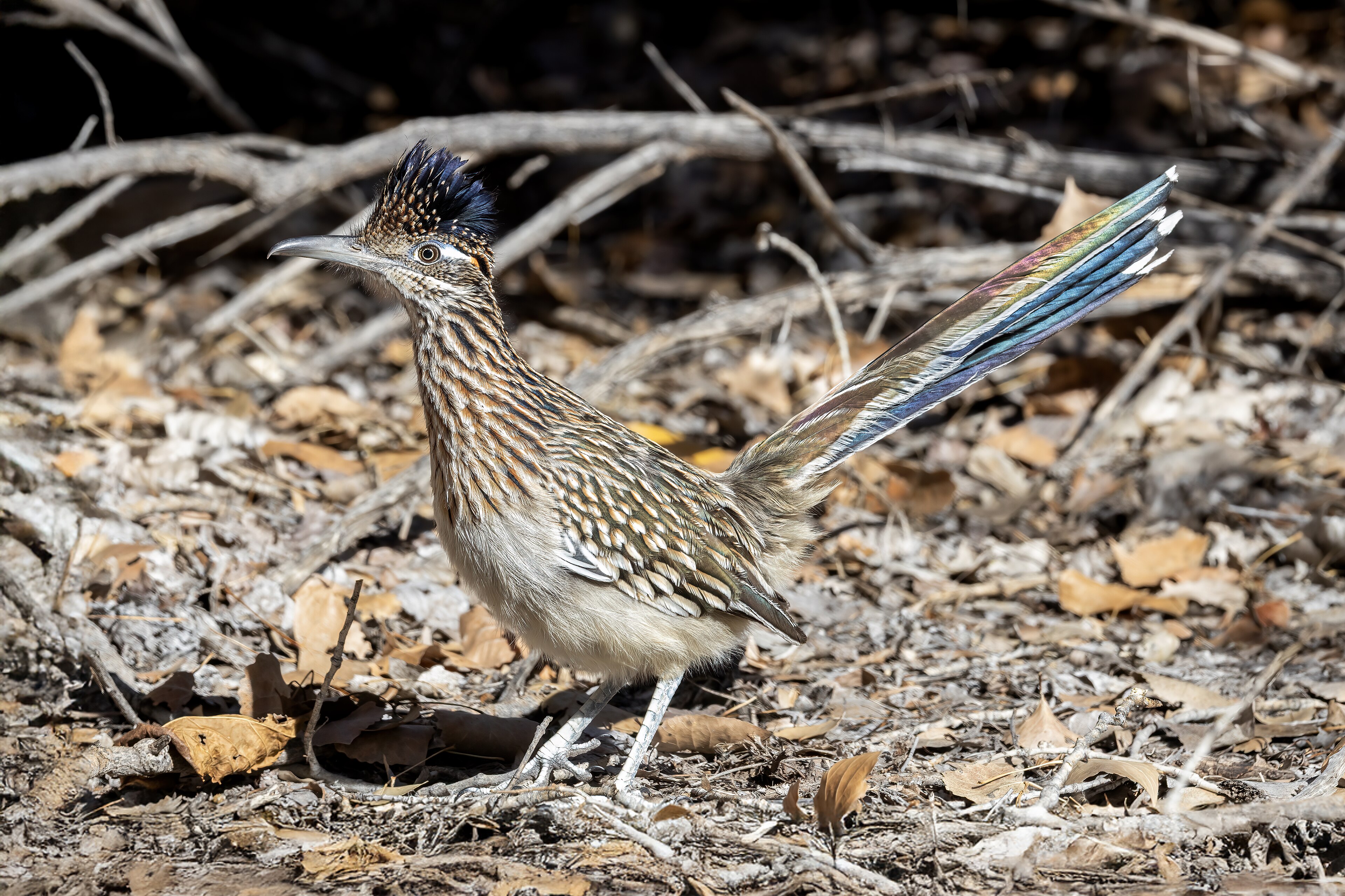 Greater Roadrunner in adult plumage