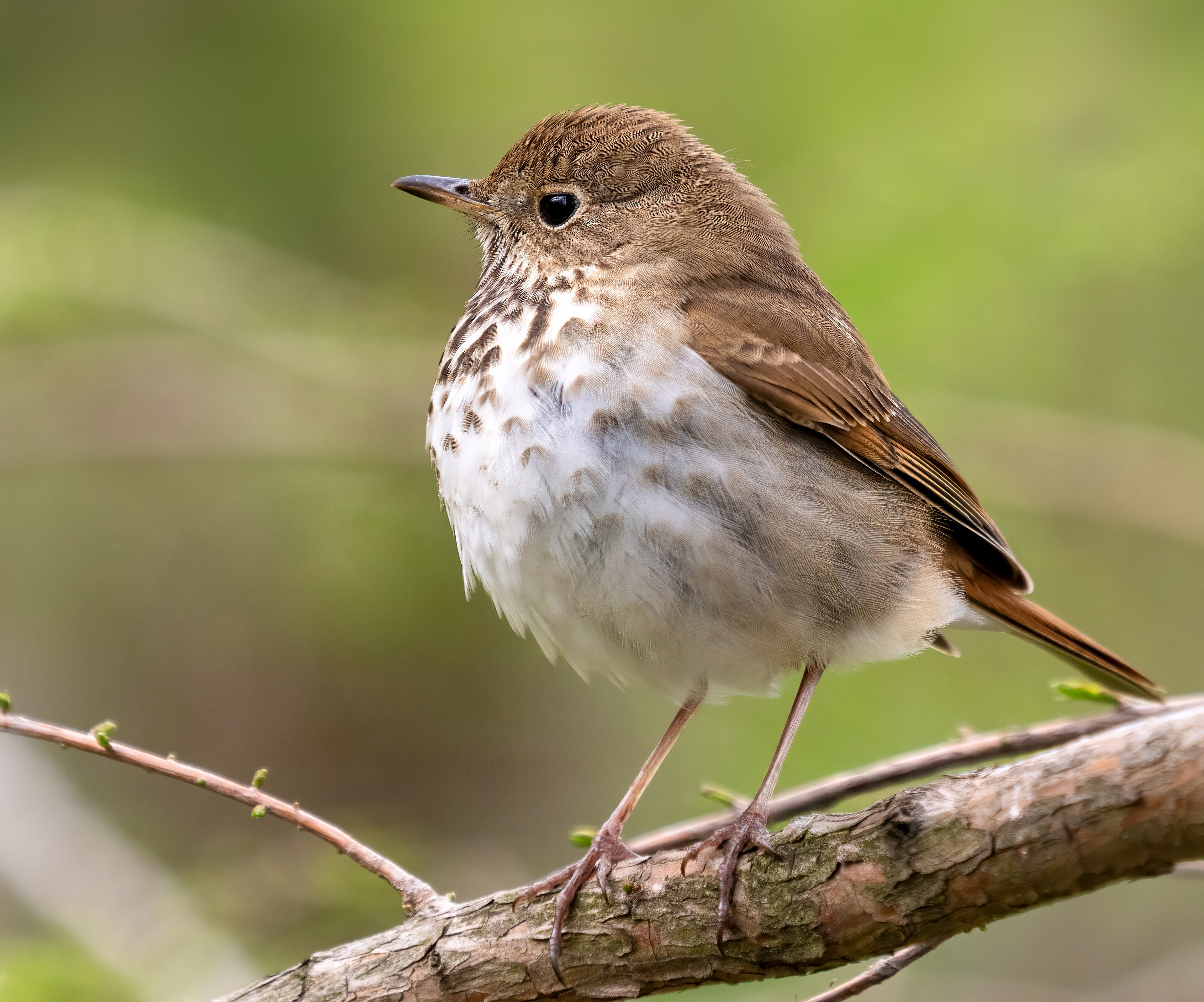 Hermit Thrush in adult plumage