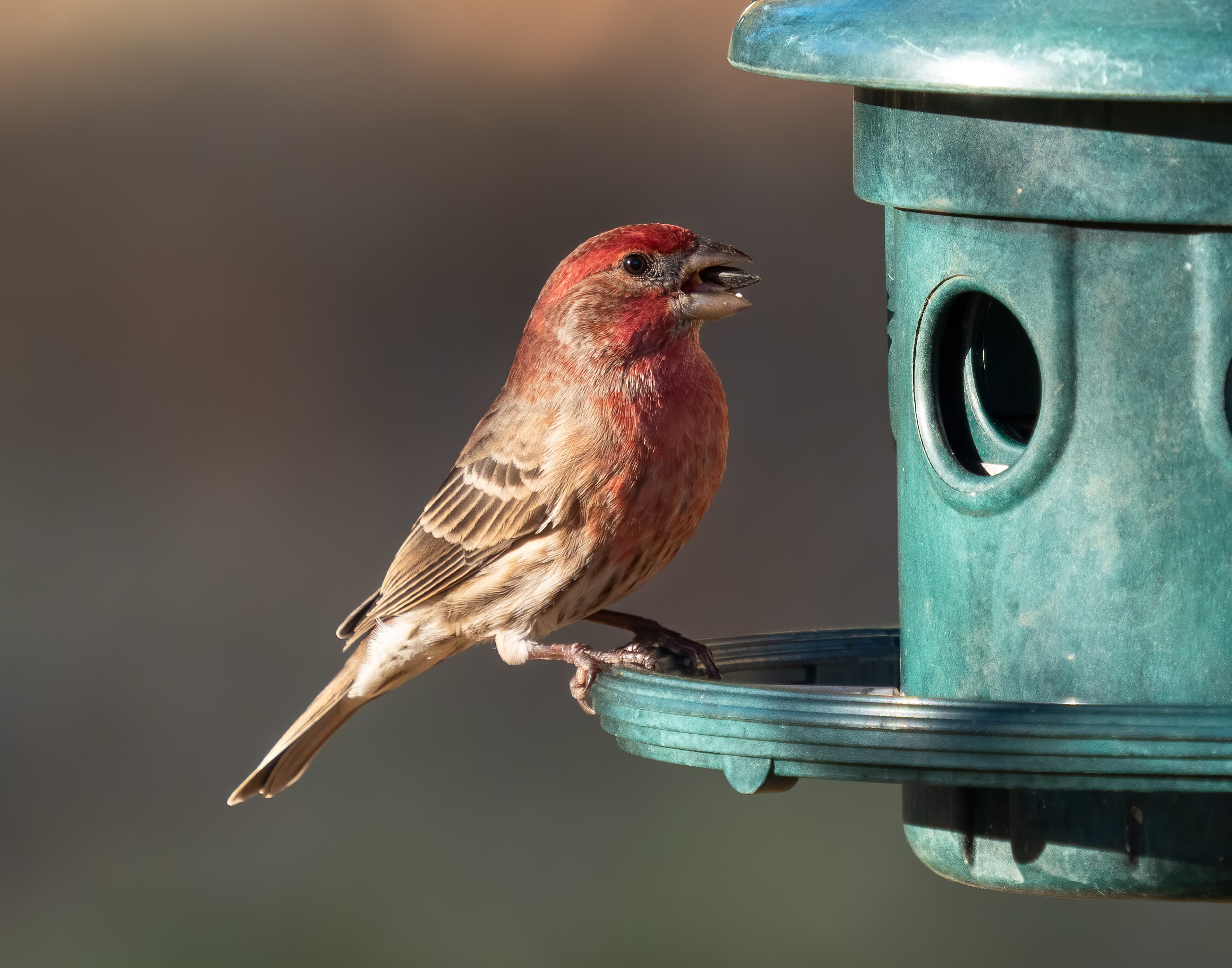 House Finch in adult plumage