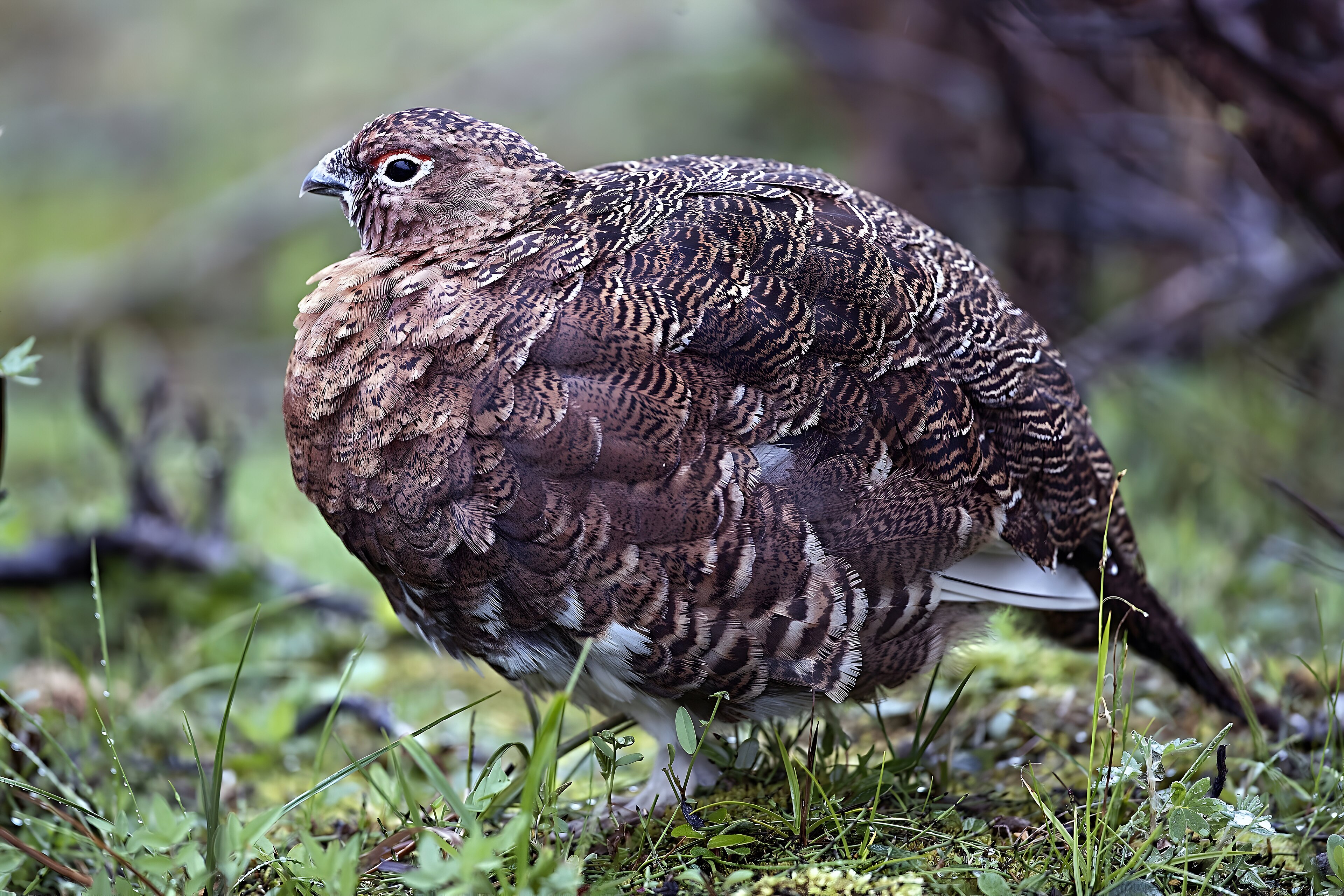 Willow Ptarmigan in adult plumage