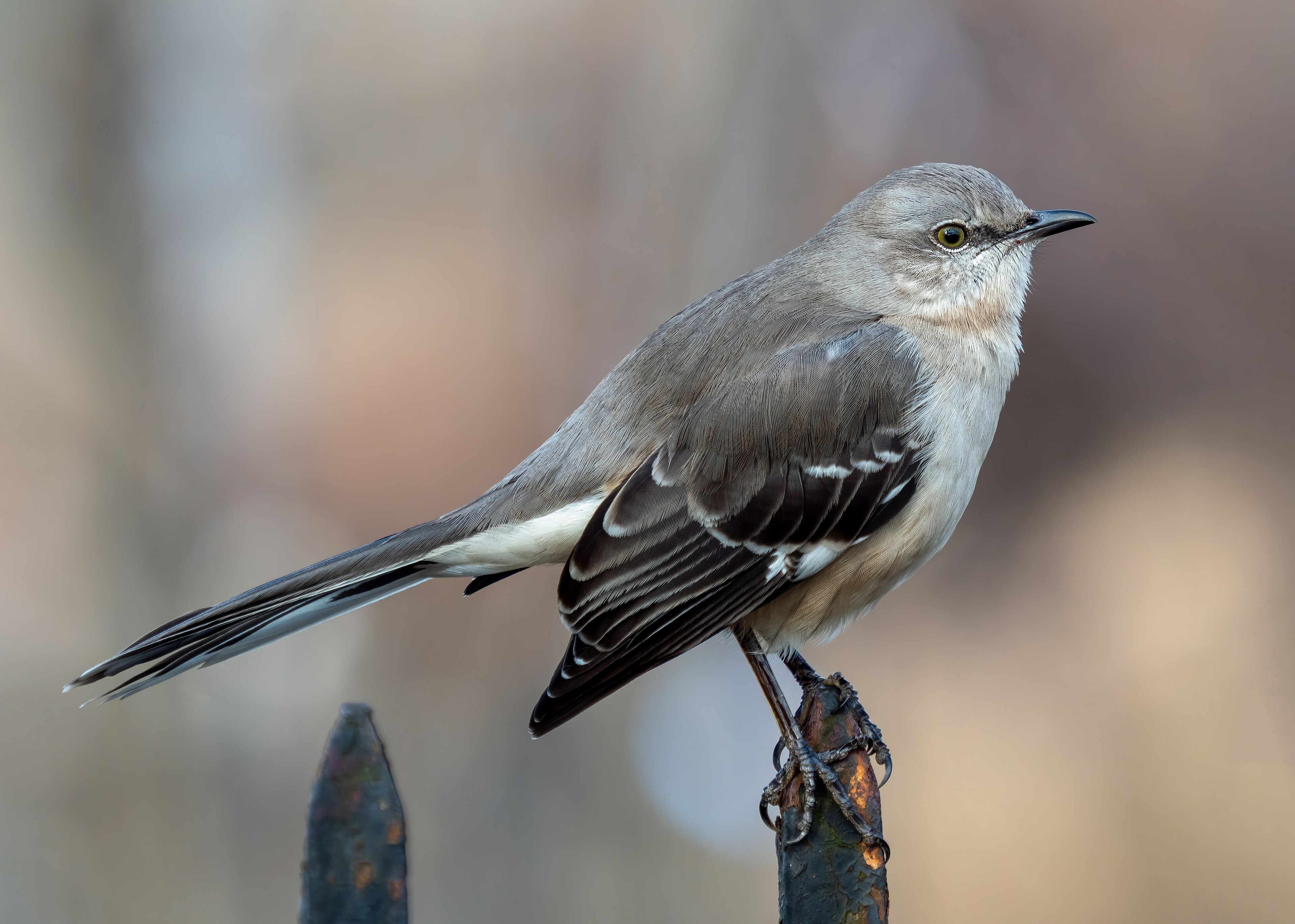 Northern Mockingbird in adult plumage