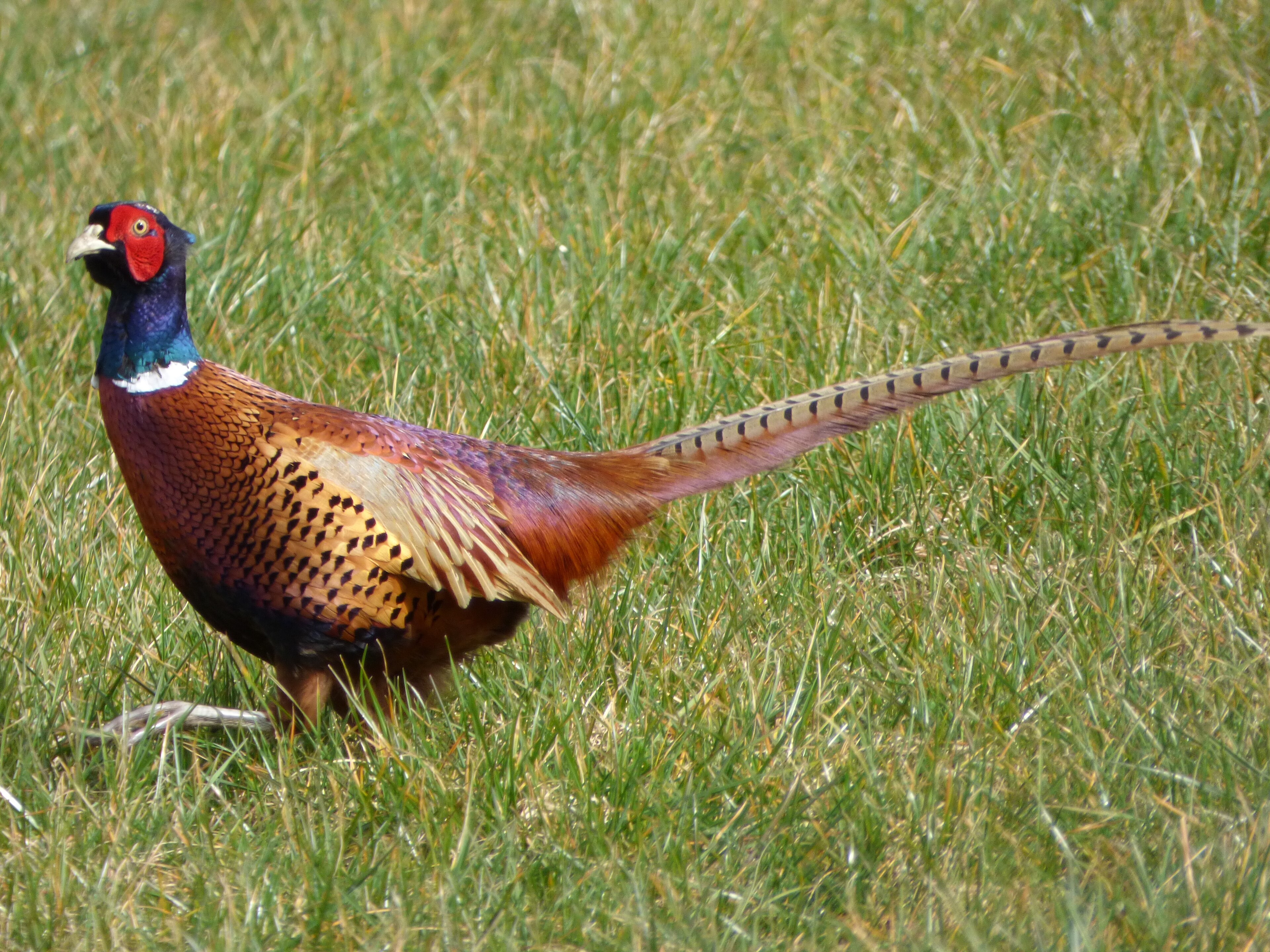 Ring-necked Pheasant in adult plumage