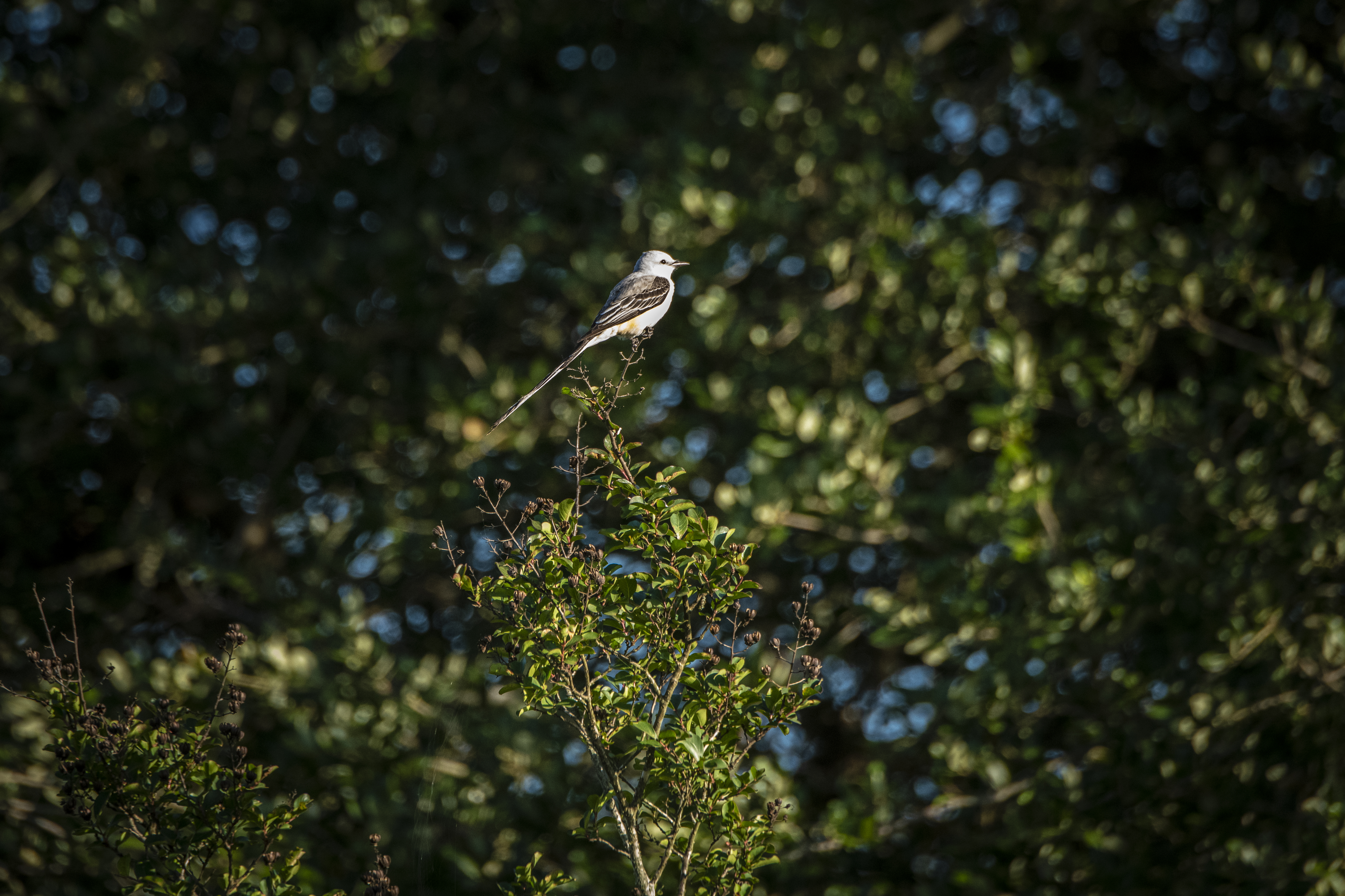 Scissor-tailed Flycatcher in flight