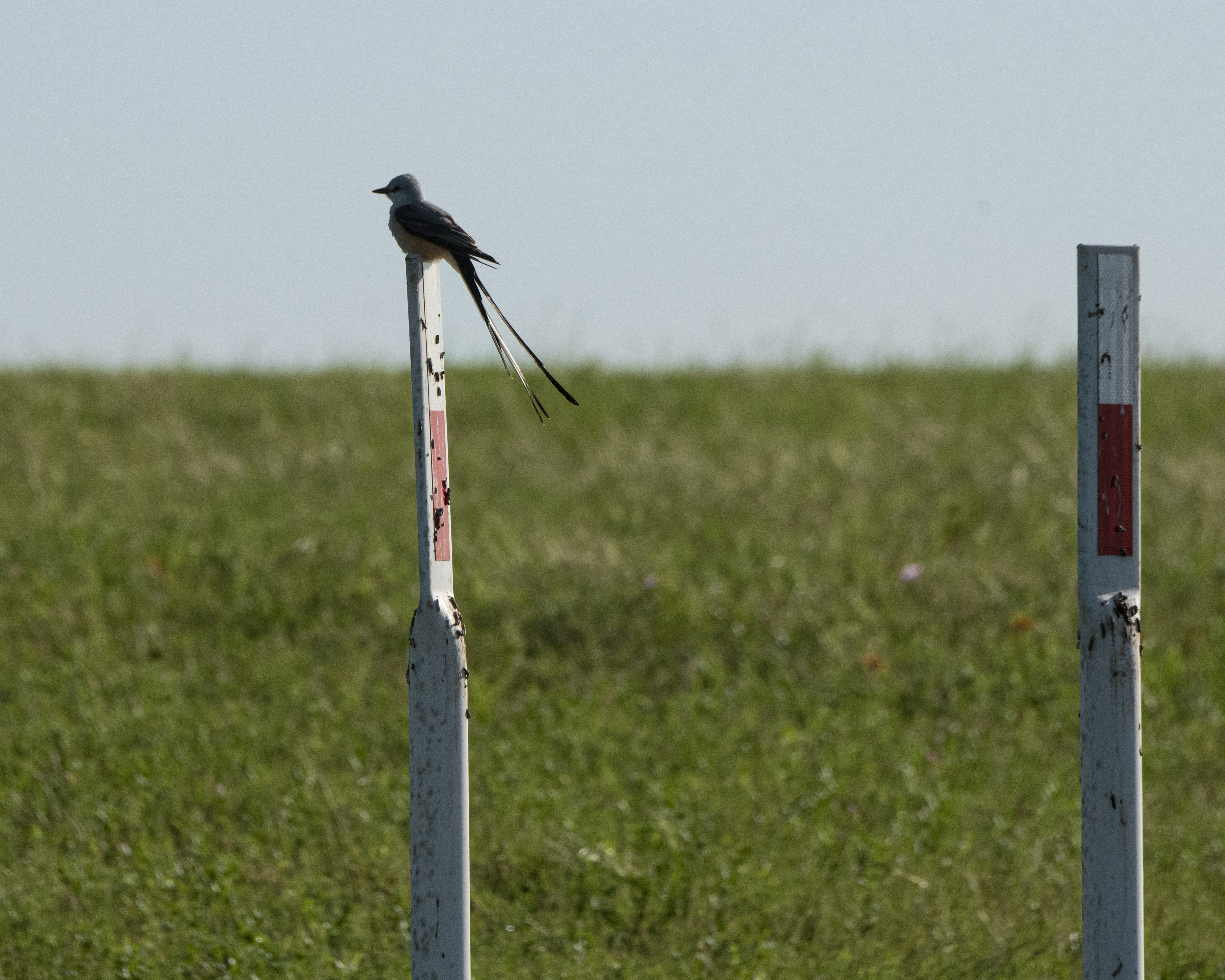 Scissor-tailed Flycatcher perched with long forked tail