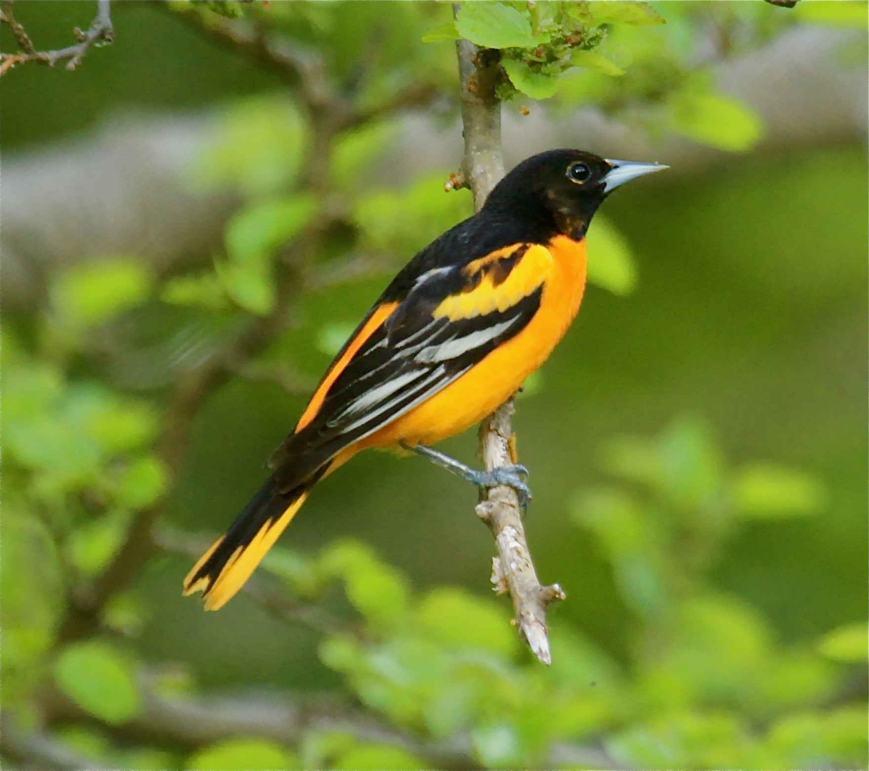 Baltimore Oriole in adult plumage