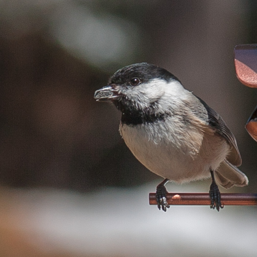 Black-capped Chickadee feeding near a branch or feeder