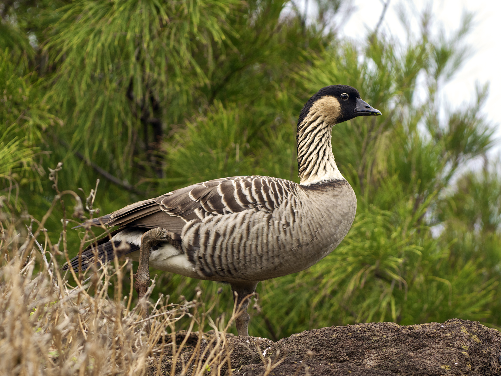Hawaiian Goose in adult plumage