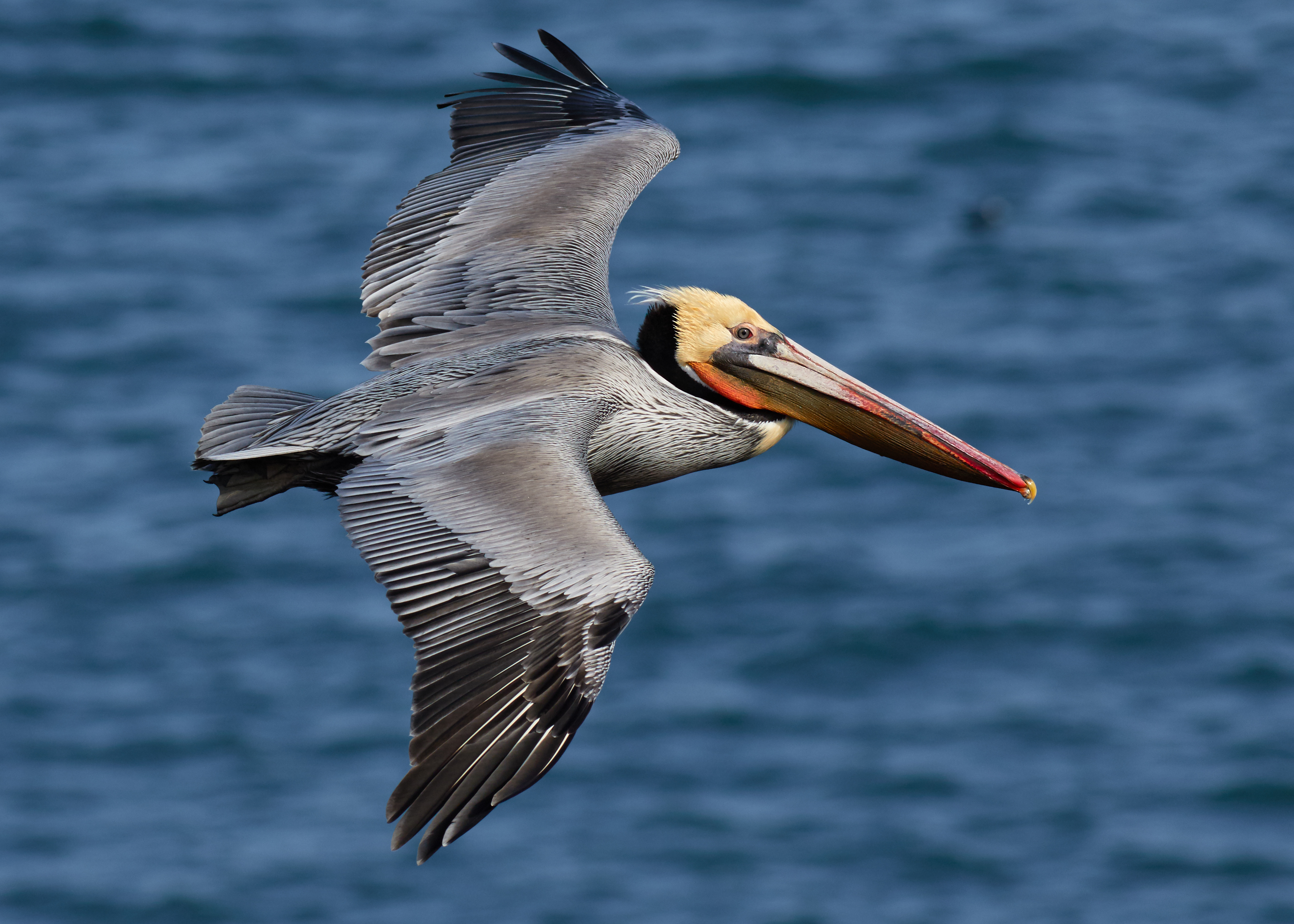 Brown Pelican in adult plumage