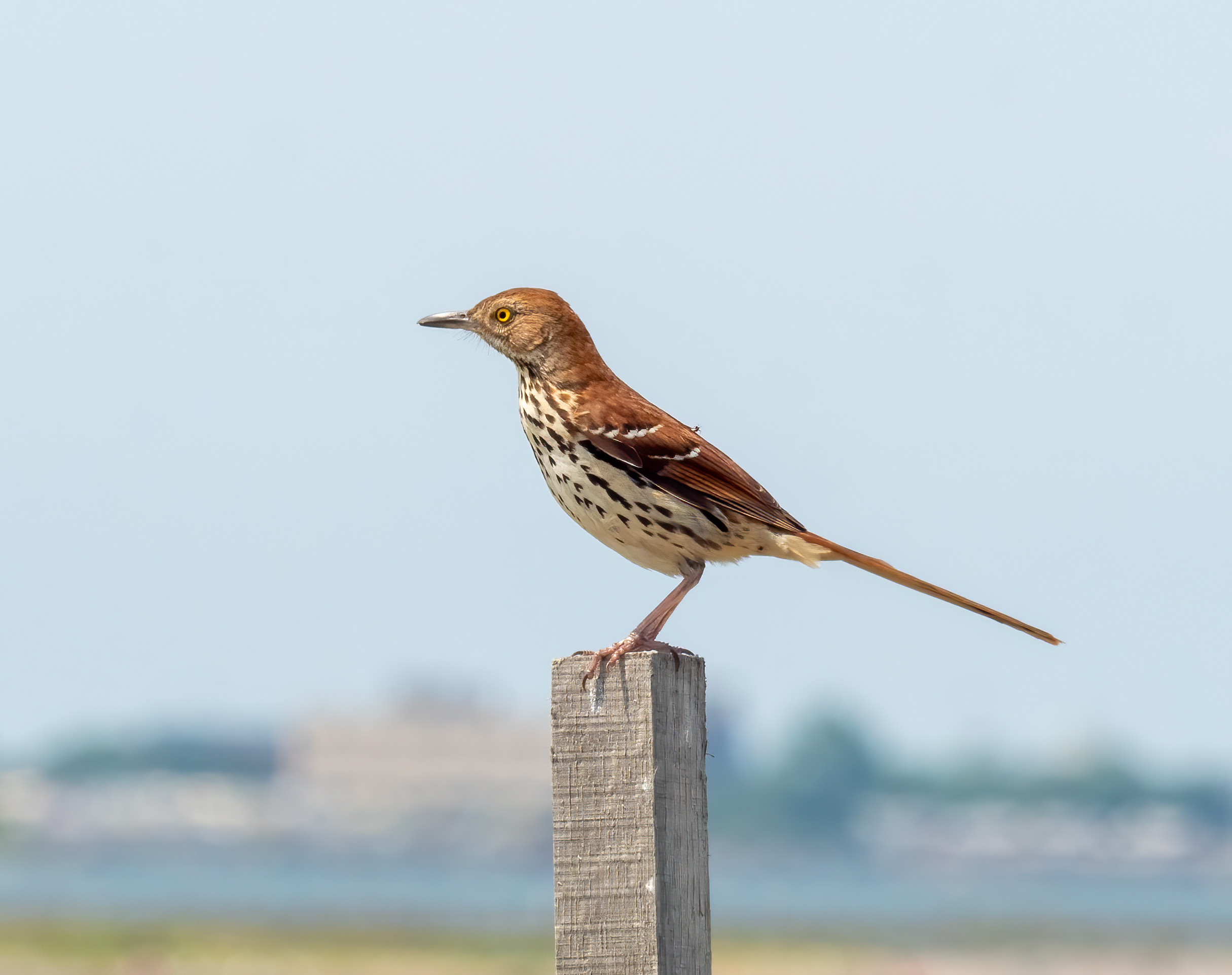 Brown Thrasher foraging in leaf litter