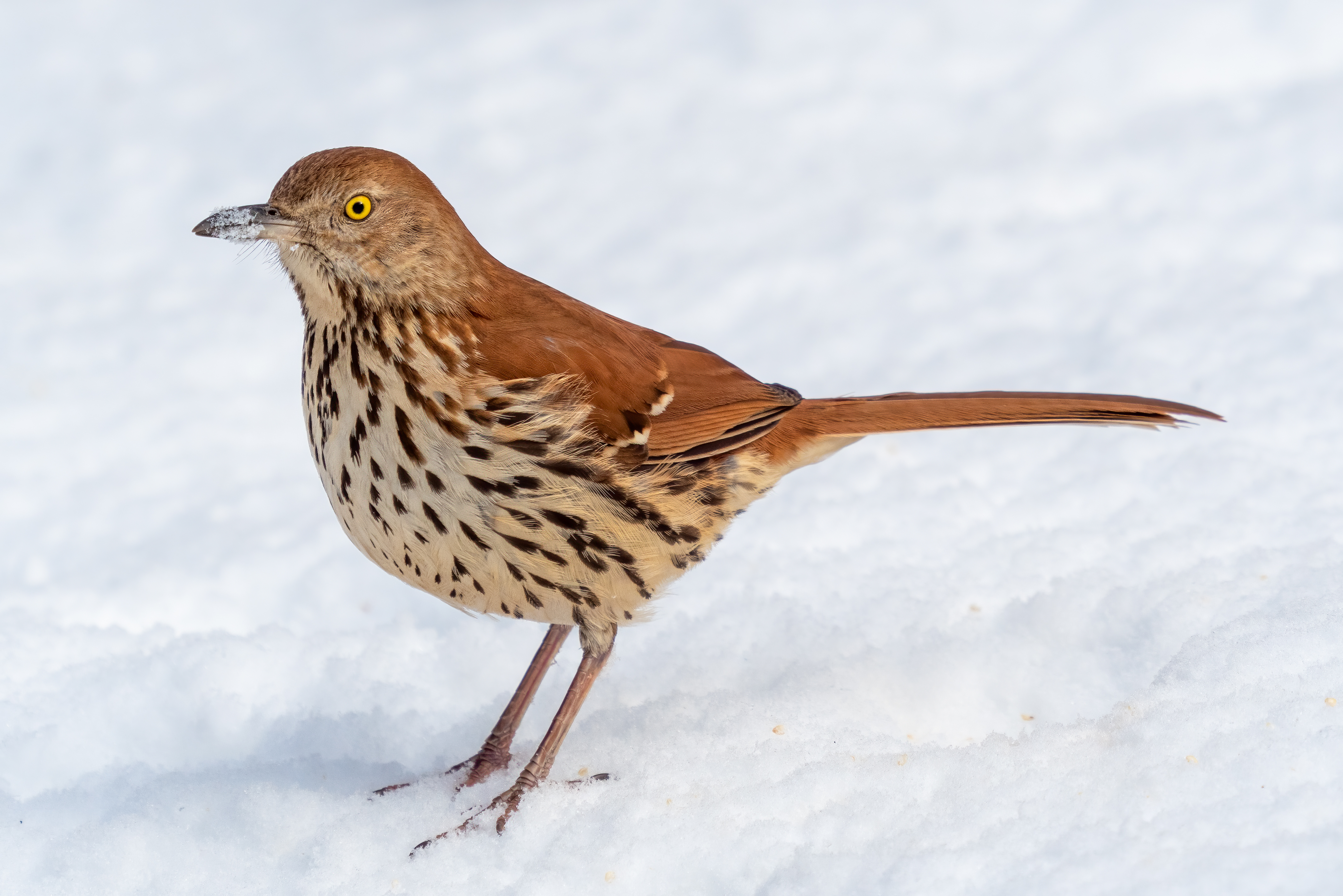 Brown Thrasher in adult plumage
