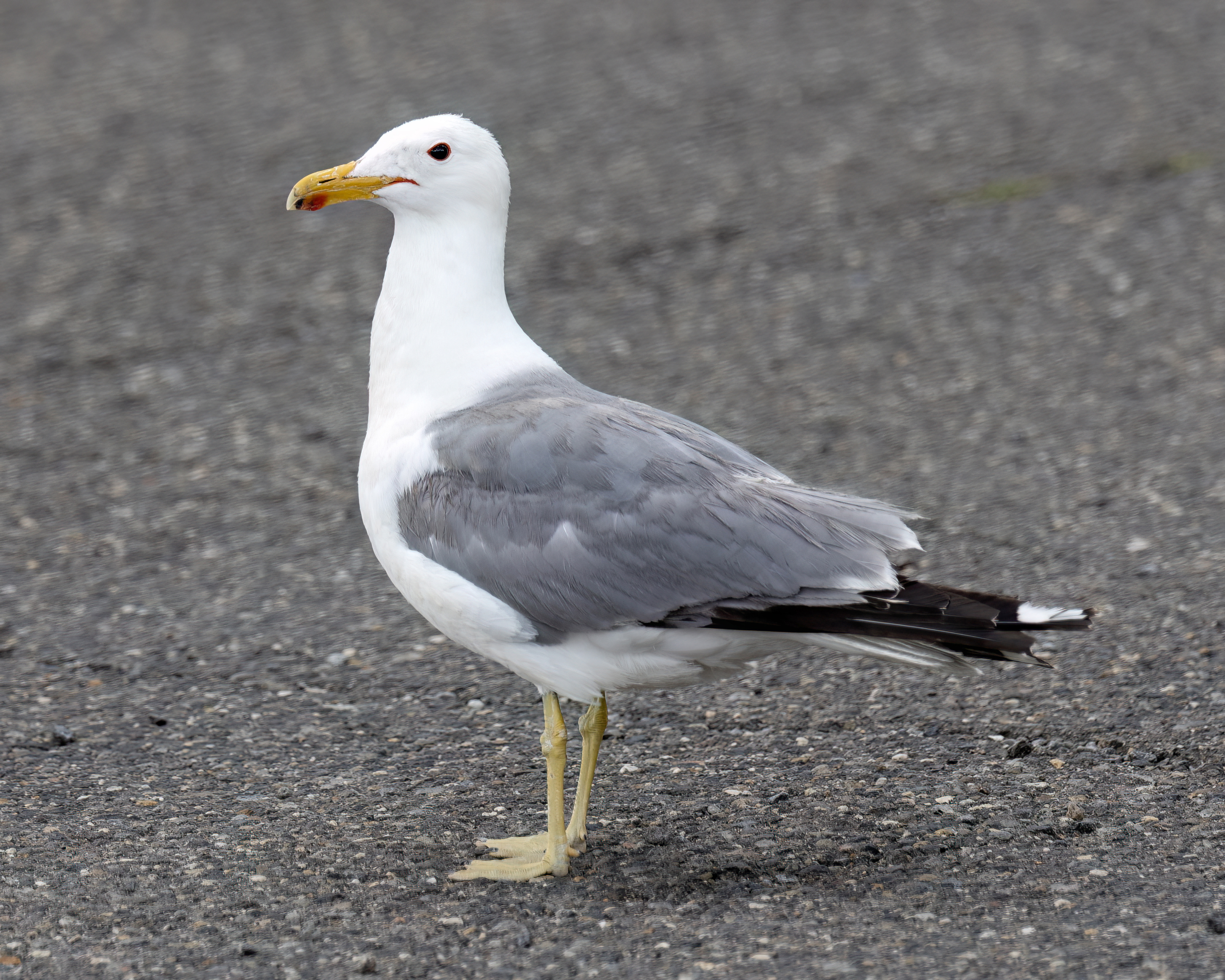 California Gull in adult plumage