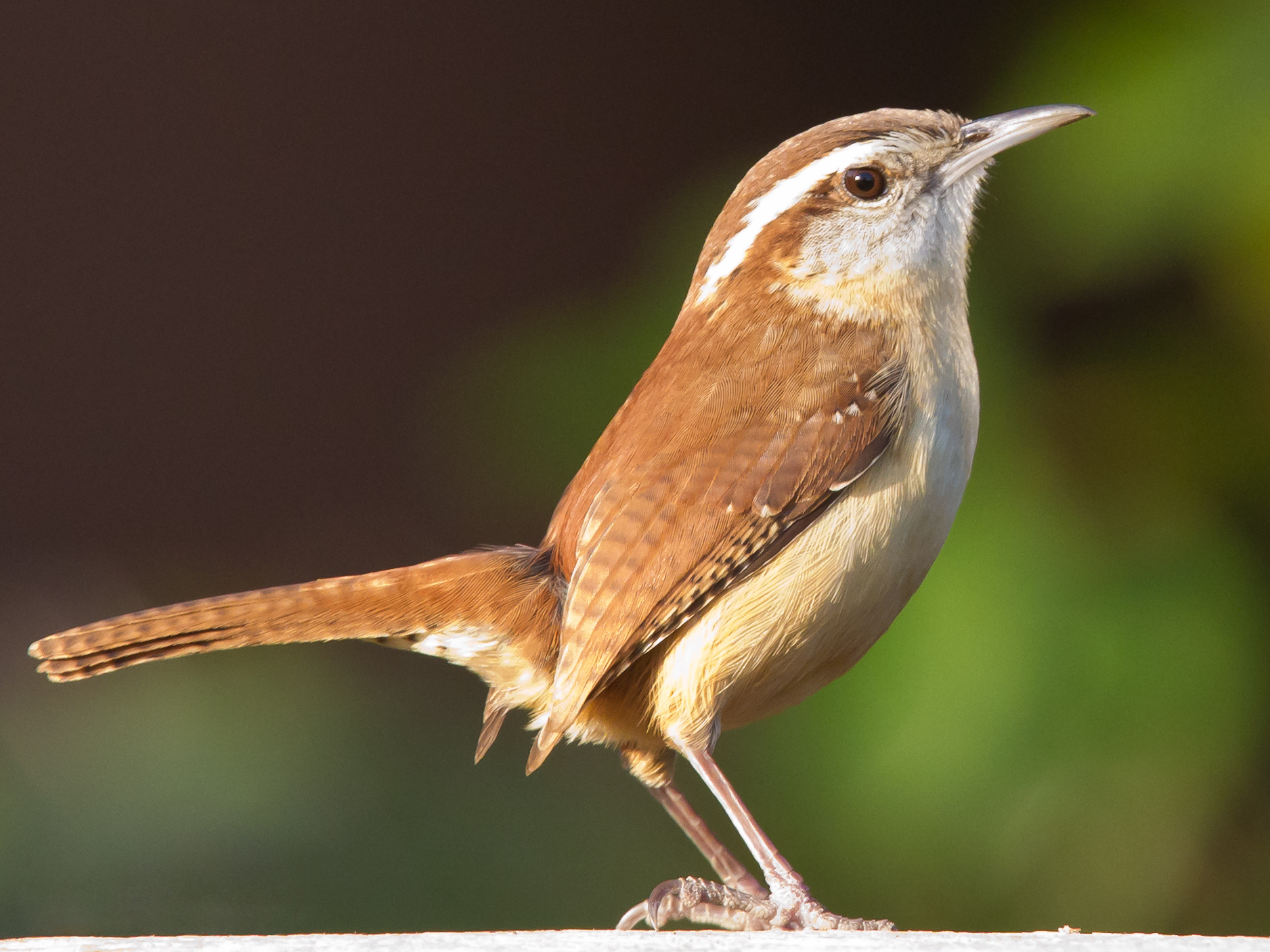 Carolina Wren in adult plumage