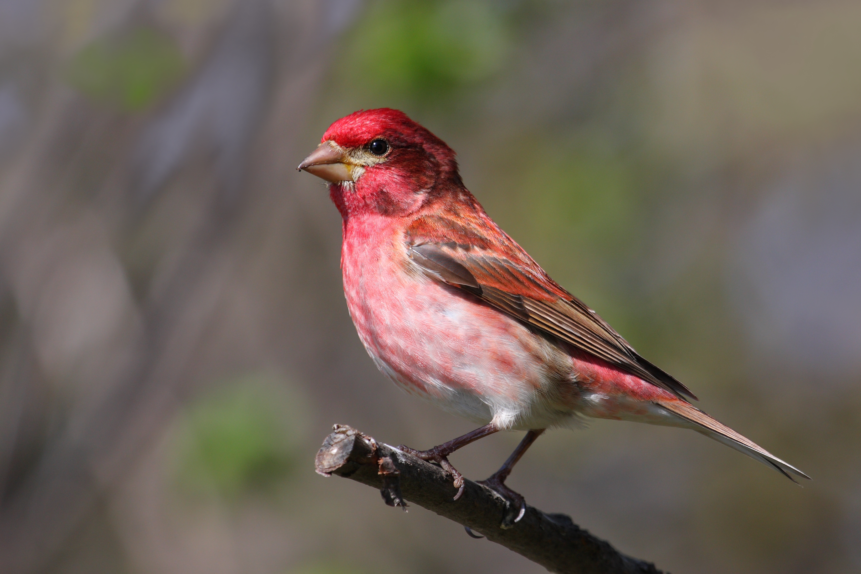Purple Finch in adult plumage