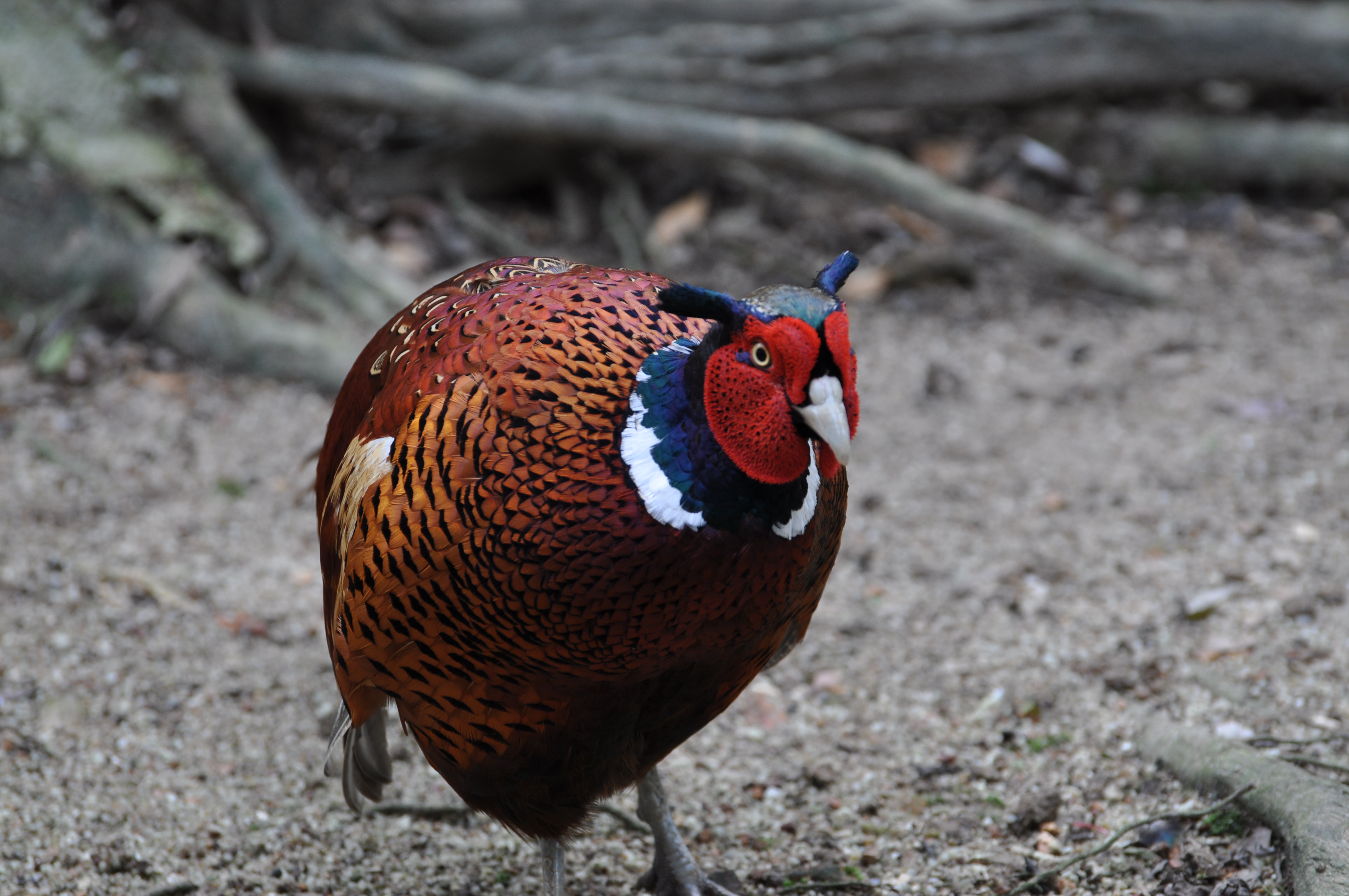 Male Ring-necked Pheasant in field cover