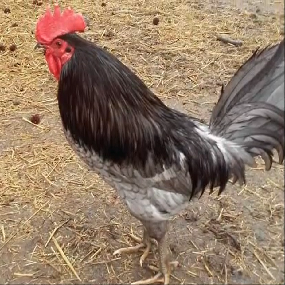 Blue Hen Chicken in adult plumage