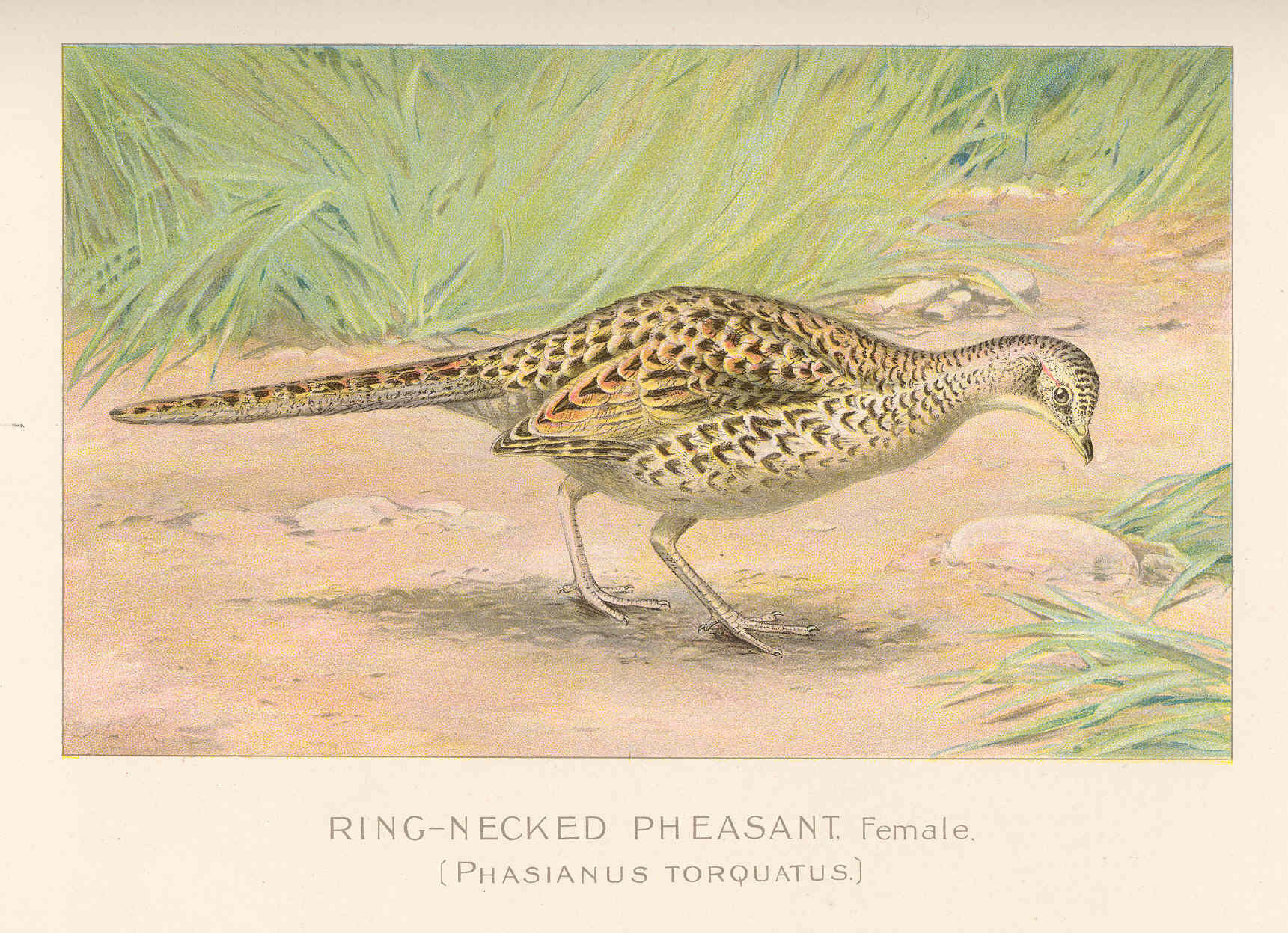 Female Ring-necked Pheasant in grass