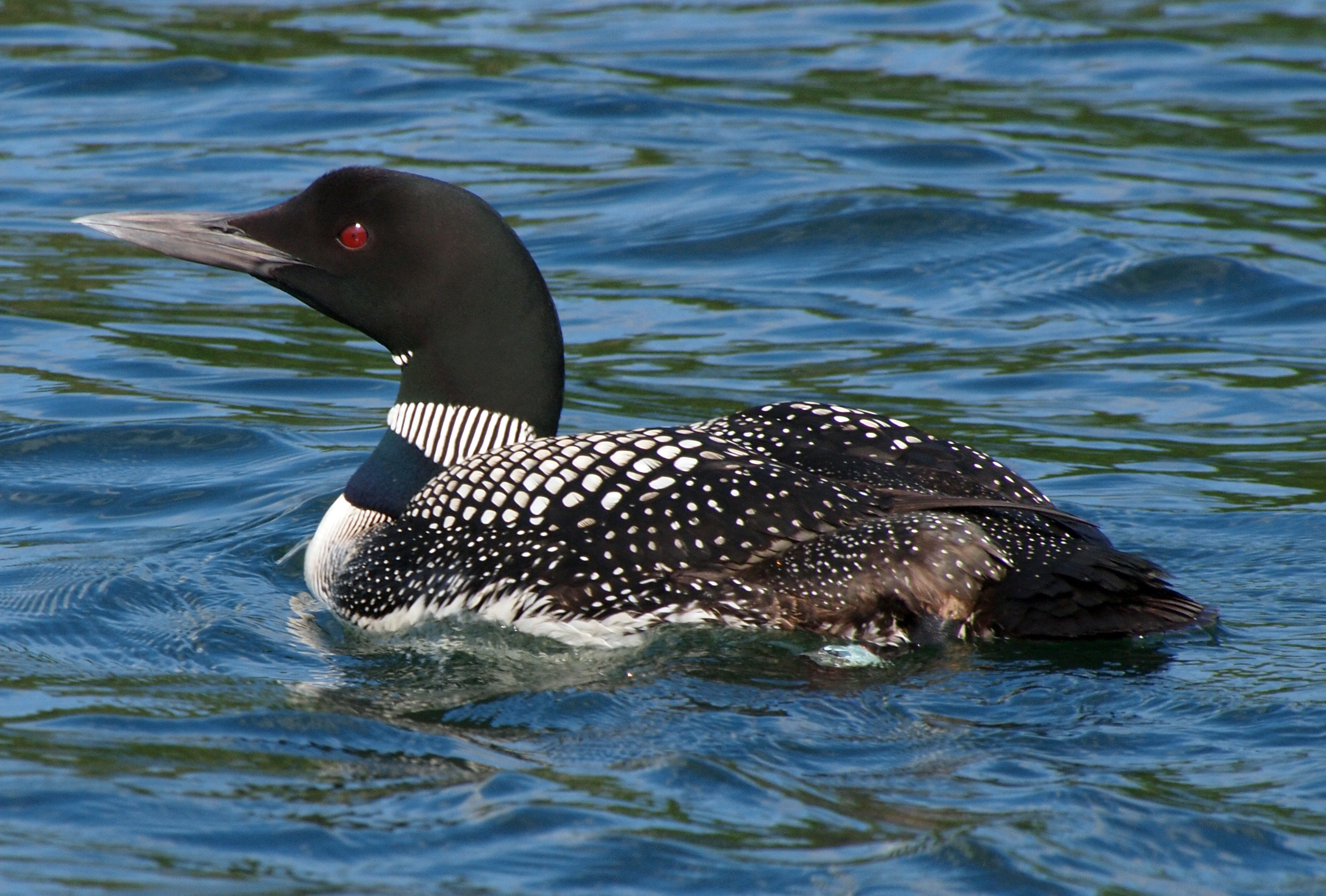 Common Loon in adult plumage
