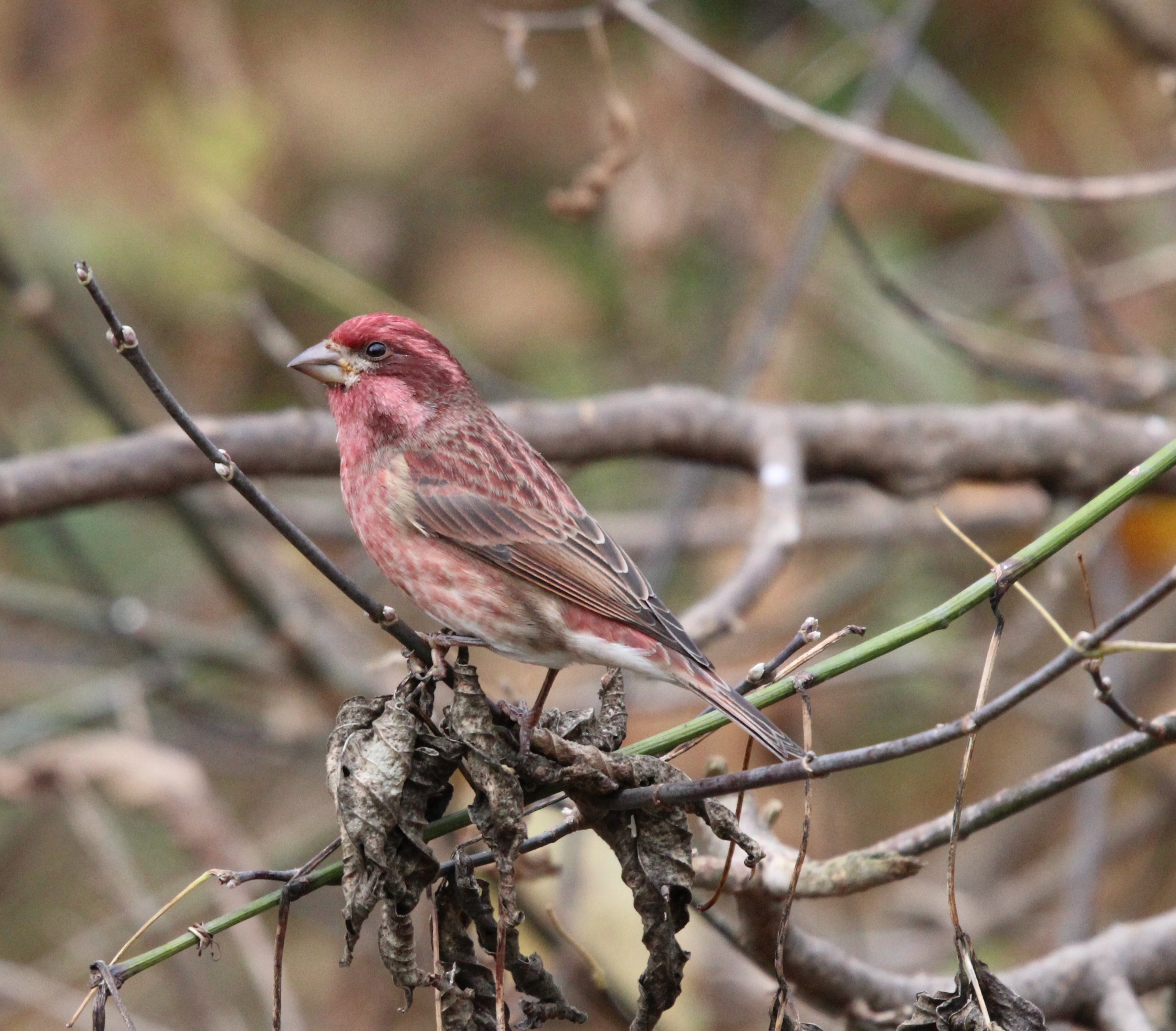 Male Purple Finch showing raspberry wash