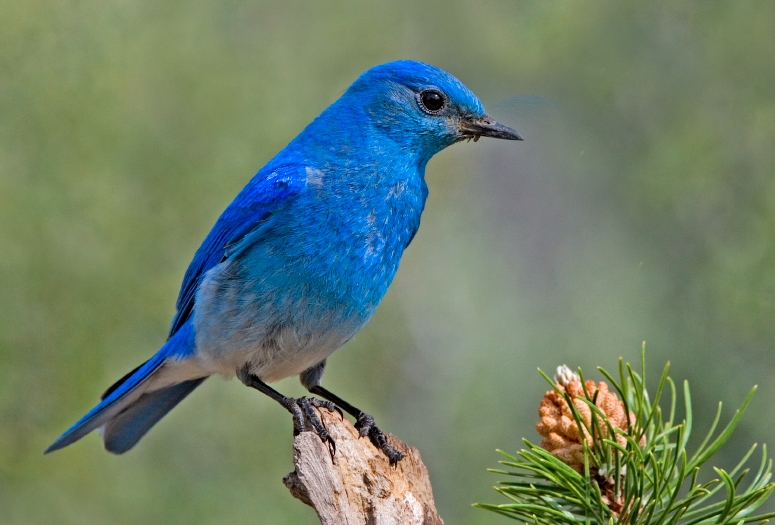 Mountain Bluebird in adult plumage