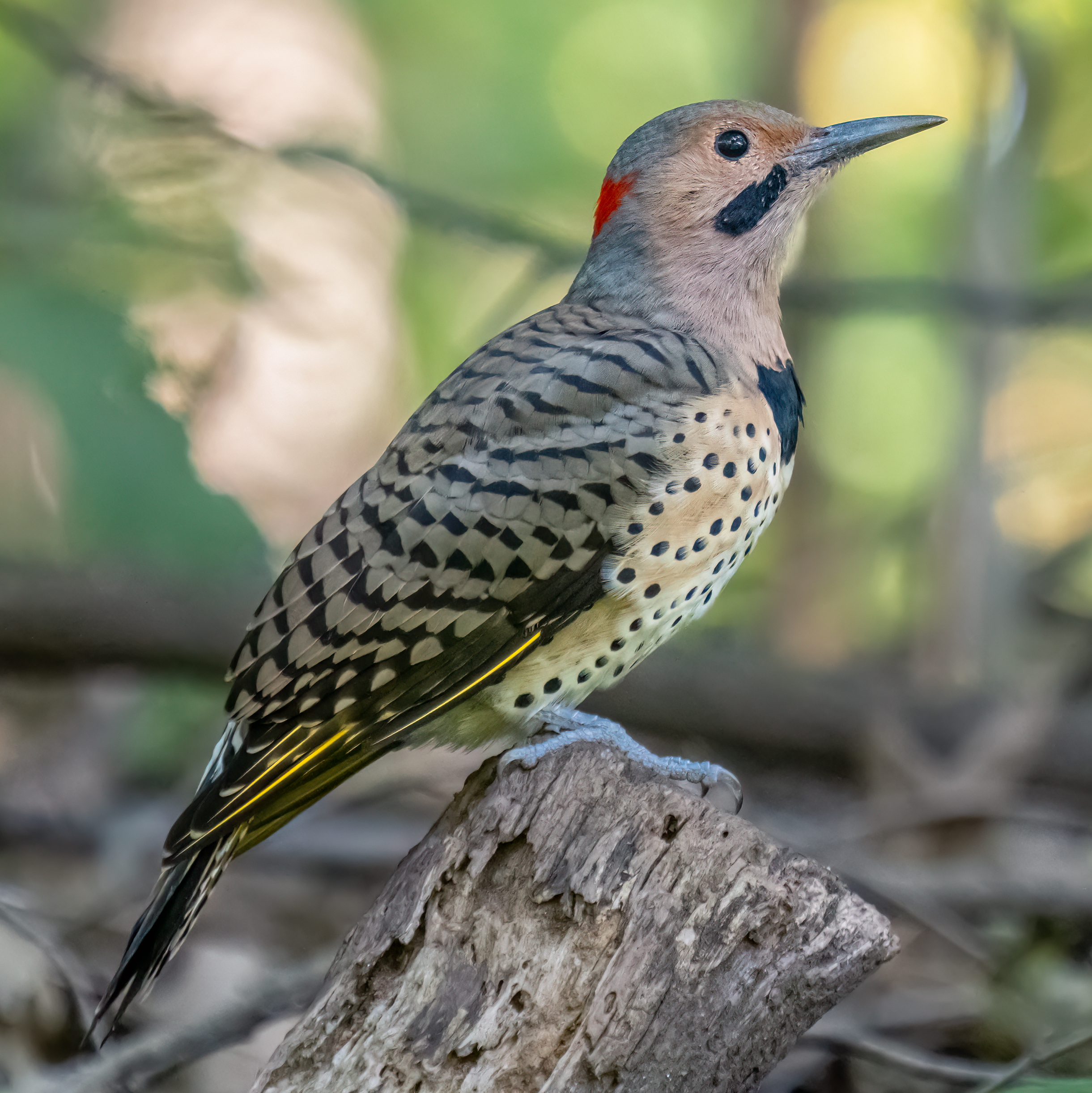 Northern Flicker in adult plumage