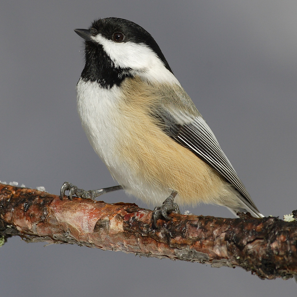 Black-capped Chickadee in adult plumage