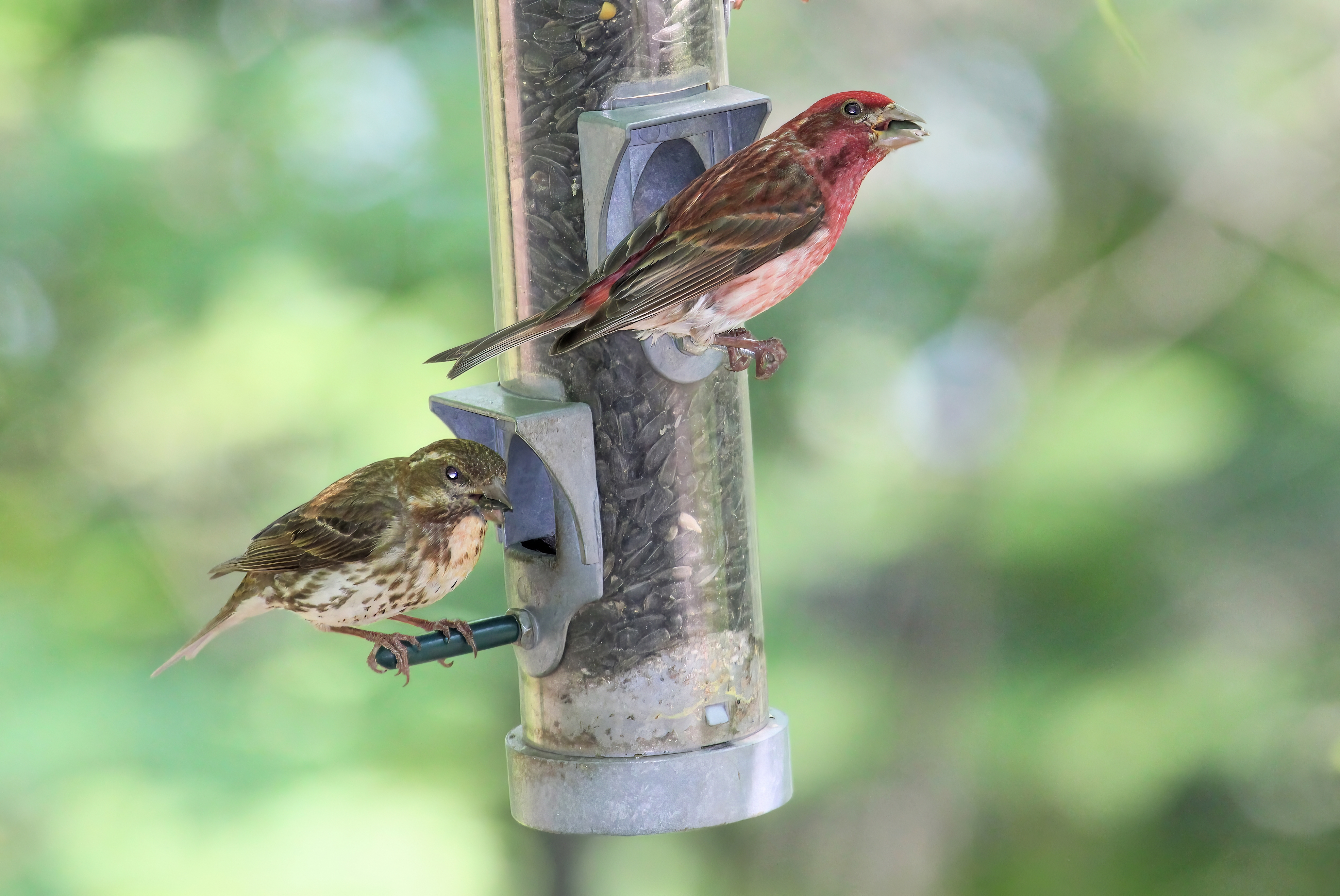 Purple Finch at a feeder or branch
