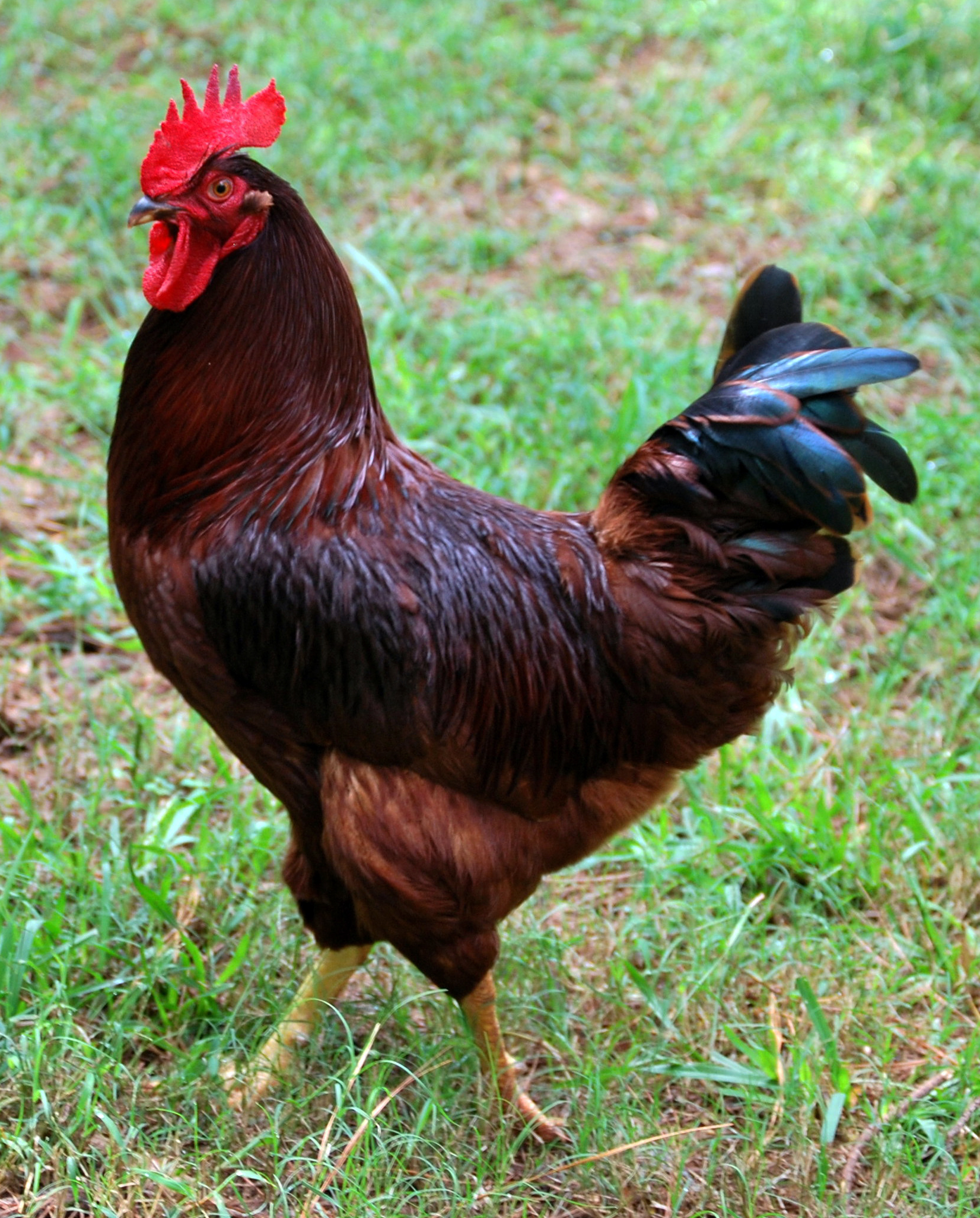 Rhode Island Red in adult plumage
