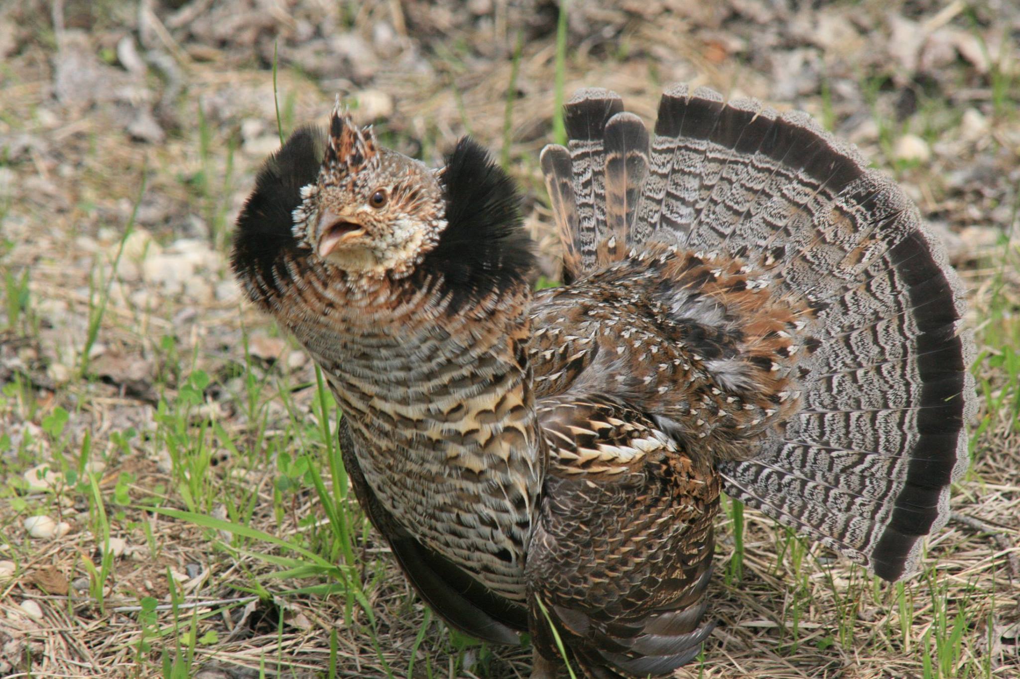 Ruffed Grouse in adult plumage