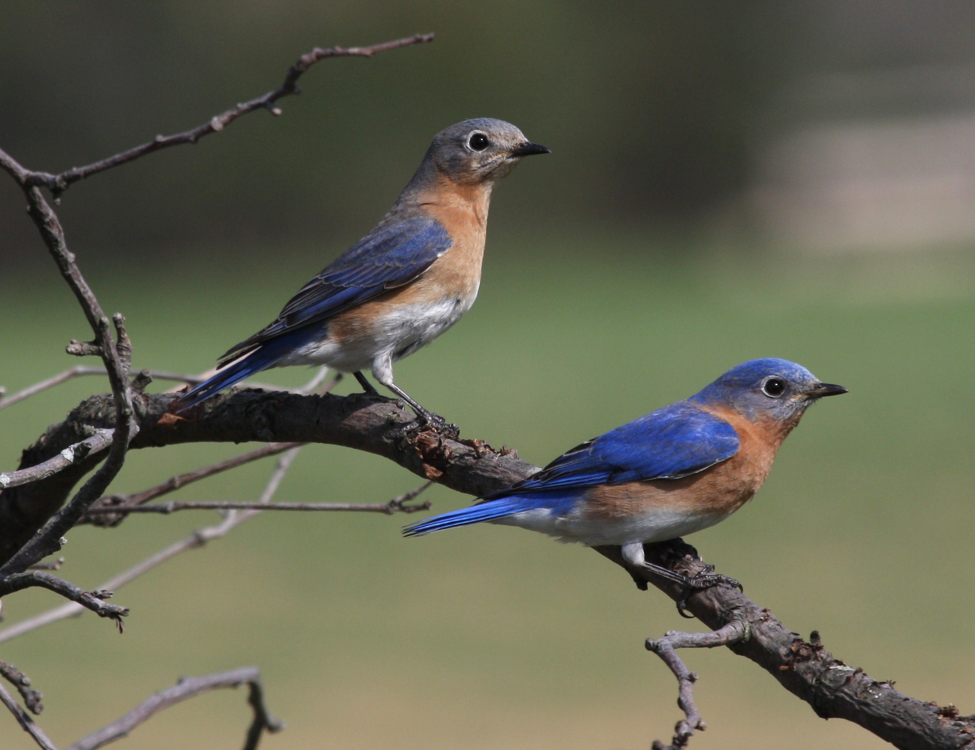 Eastern Bluebird in adult plumage