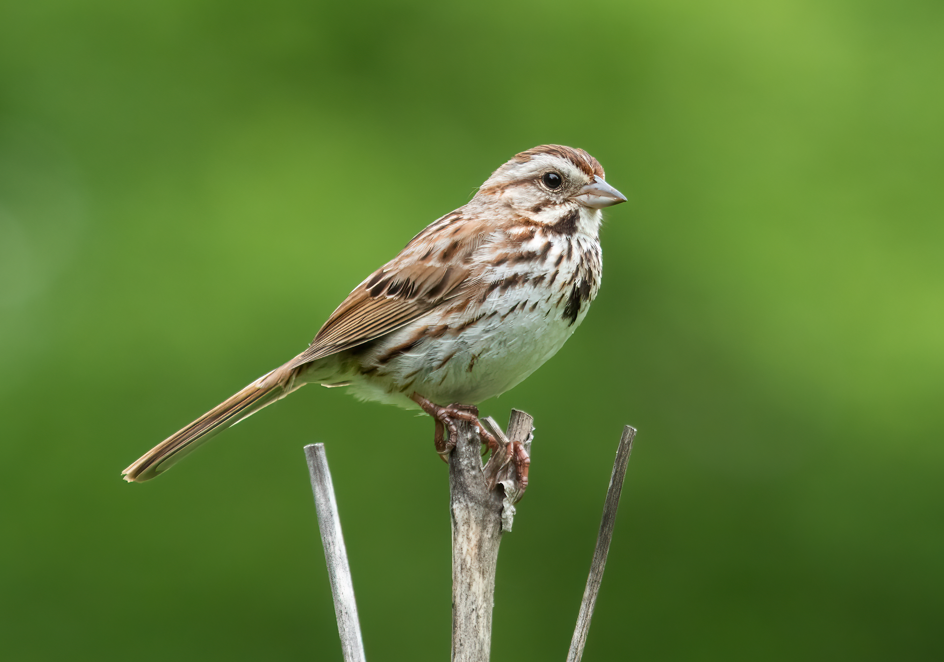 Song Sparrow in adult plumage