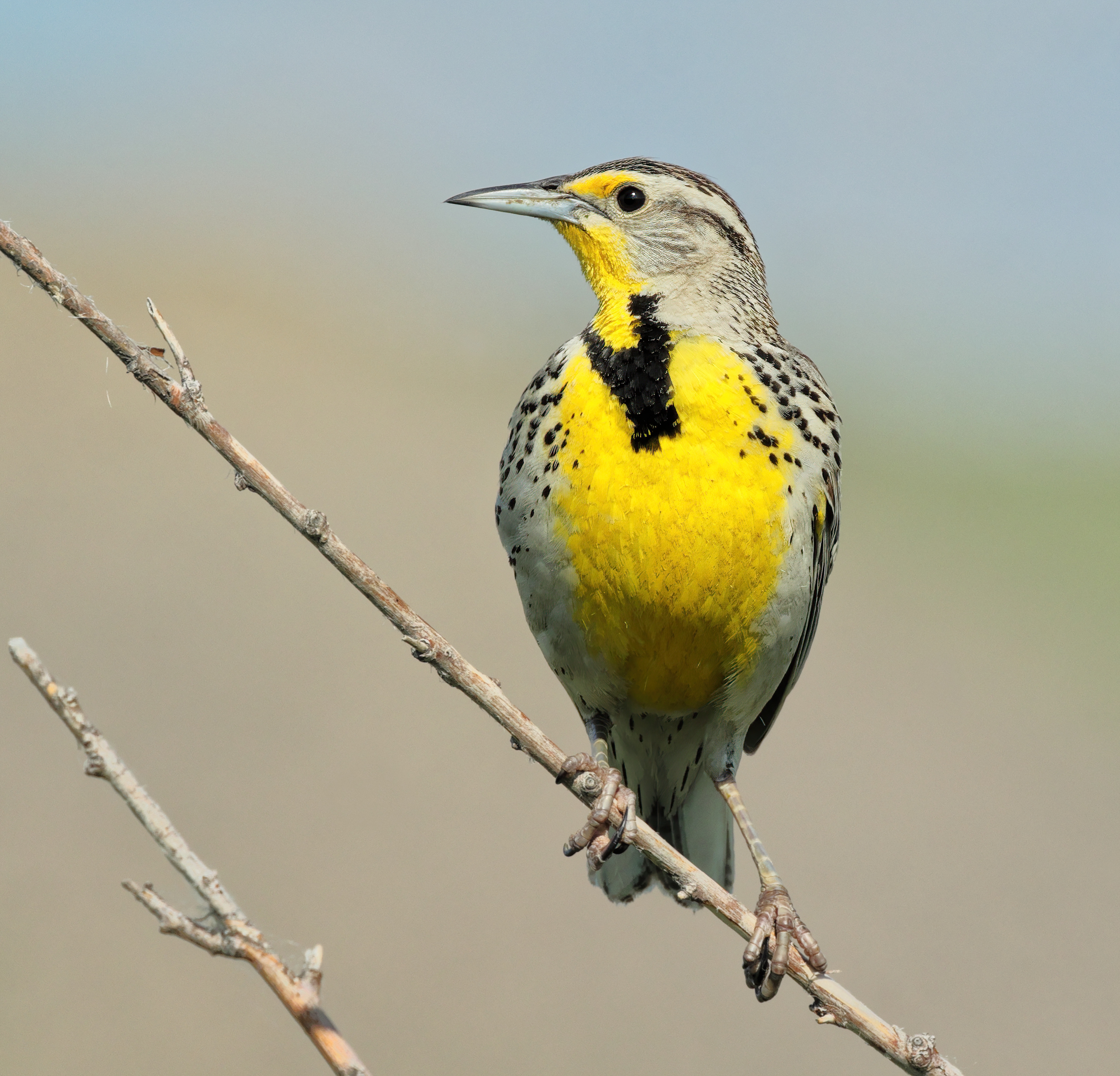 Western Meadowlark in adult plumage
