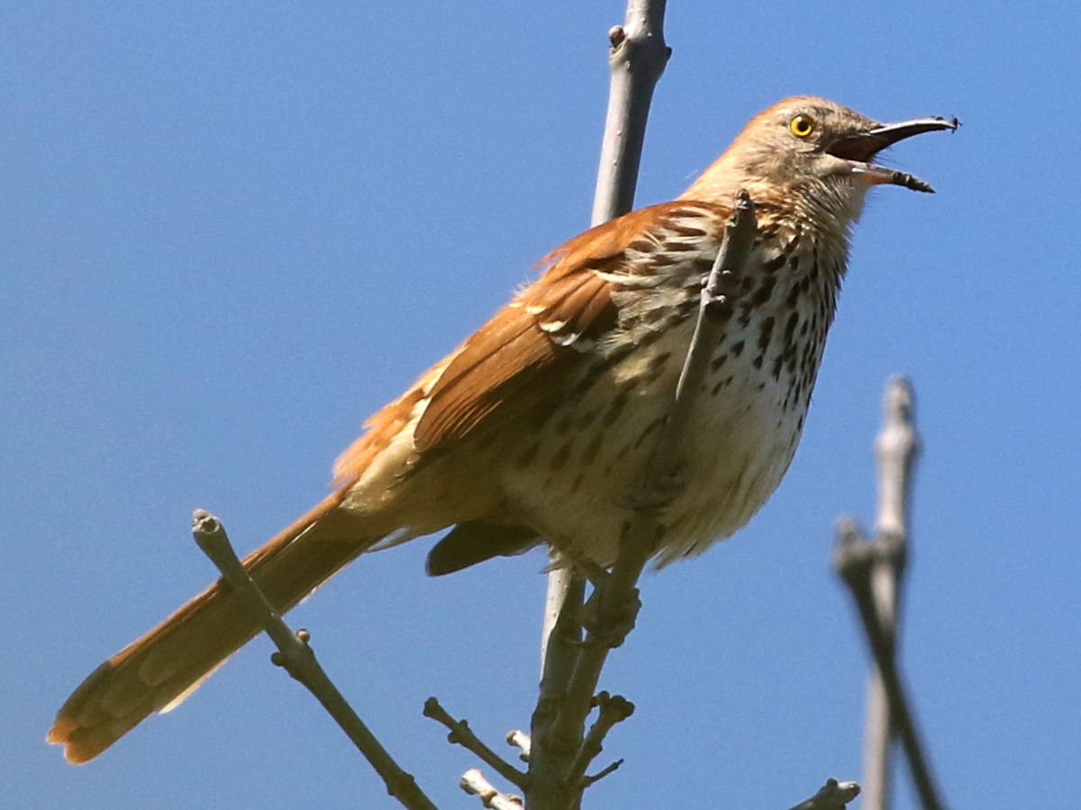 Brown Thrasher singing from a branch