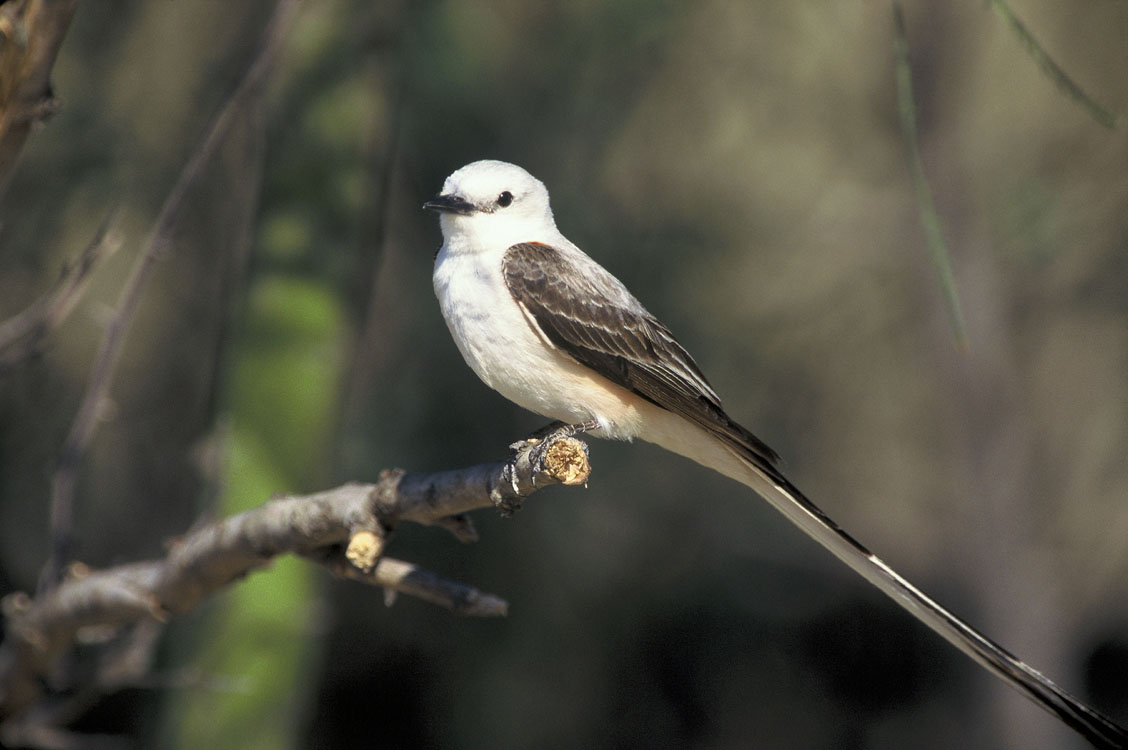 Scissor-tailed Flycatcher in adult plumage