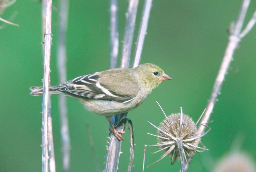 Male American Goldfinch in bright breeding plumage perched outdoors