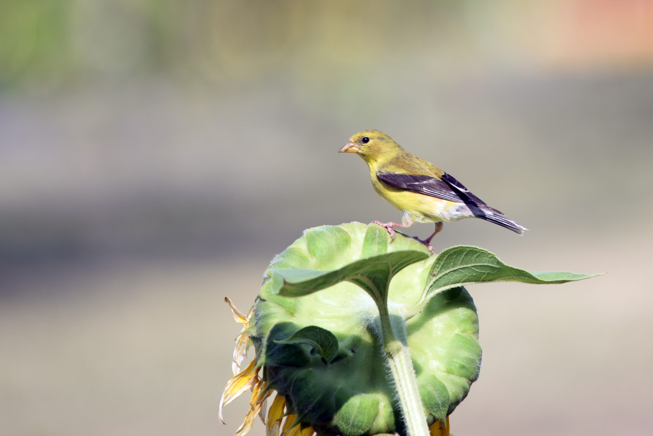 American Goldfinch feeding on thistle seed heads