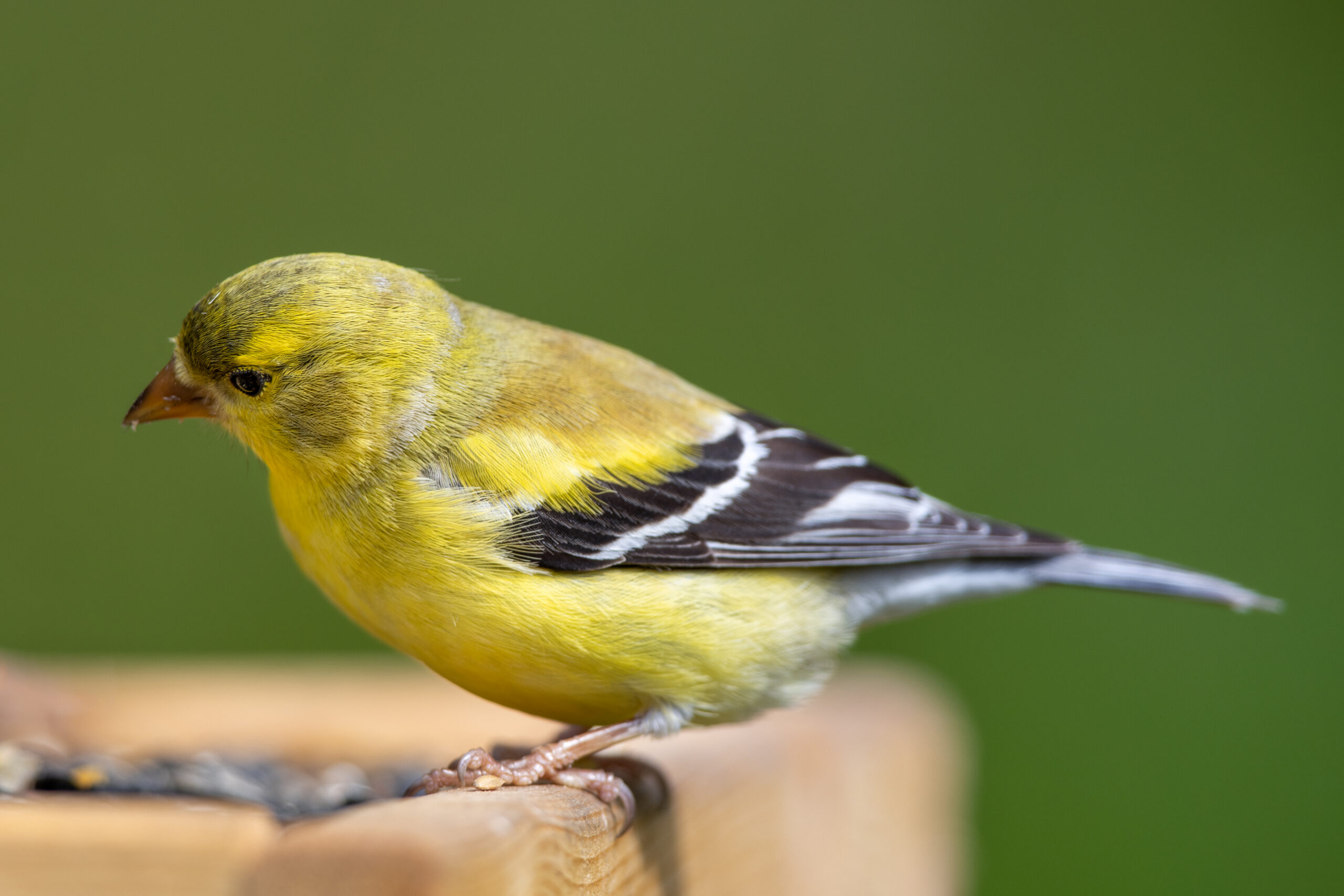 Female American Goldfinch showing olive-yellow plumage and dark wings