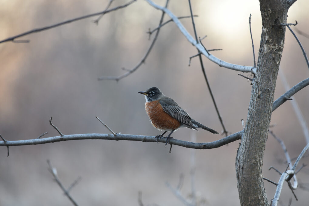 American Robin feature image