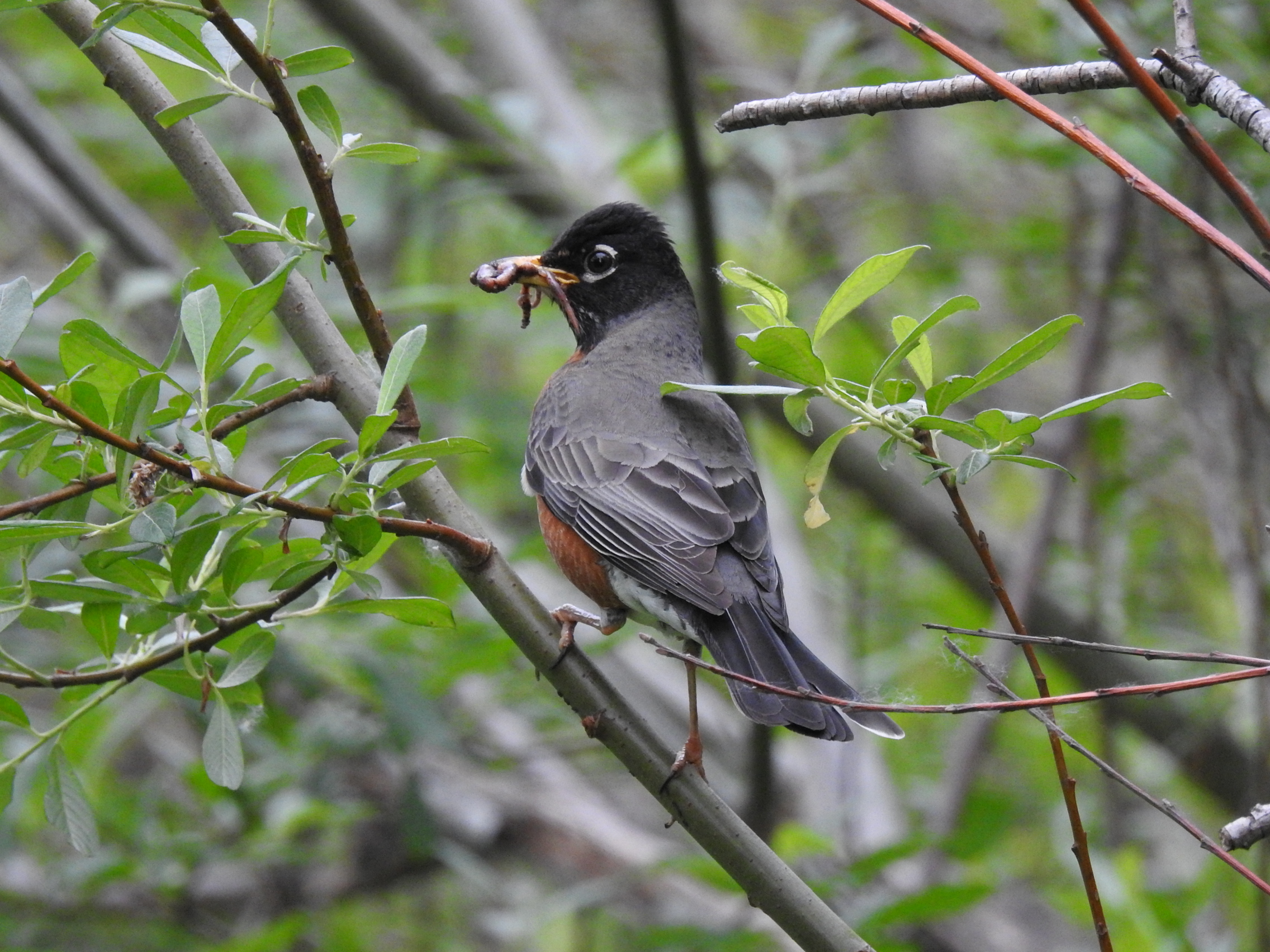 American Robin holding a worm after foraging on the ground