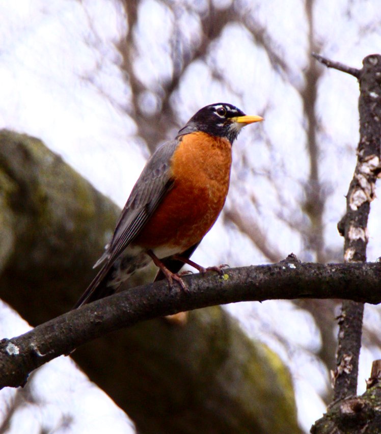 American Robin perched in profile showing upright thrush structure and orange breast