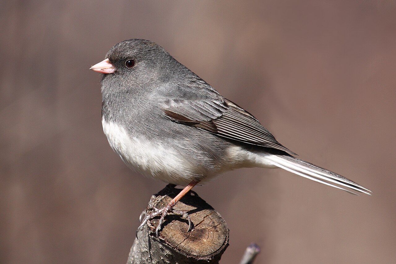 Dark-eyed Junco perched in adult plumage