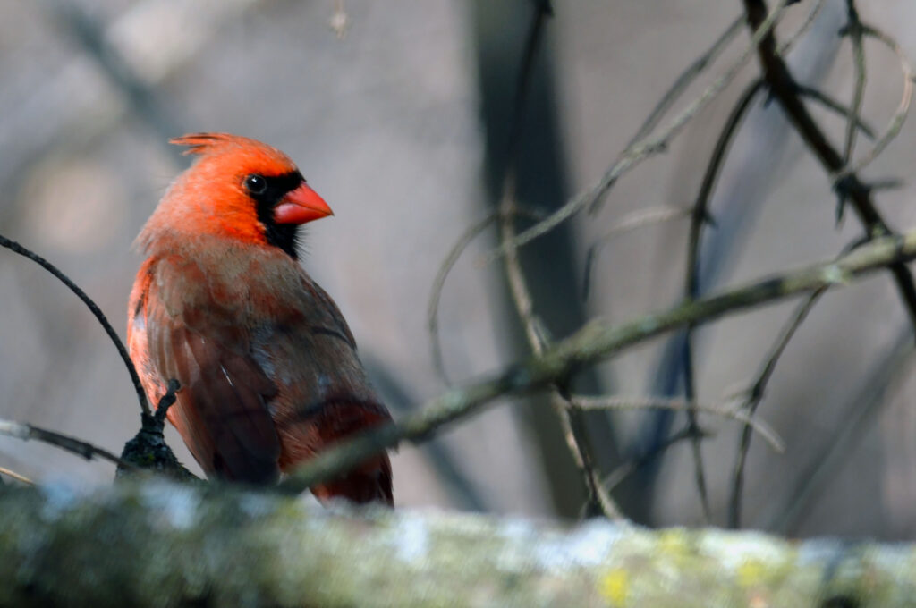 Male Northern Cardinal perched in bright red breeding plumage