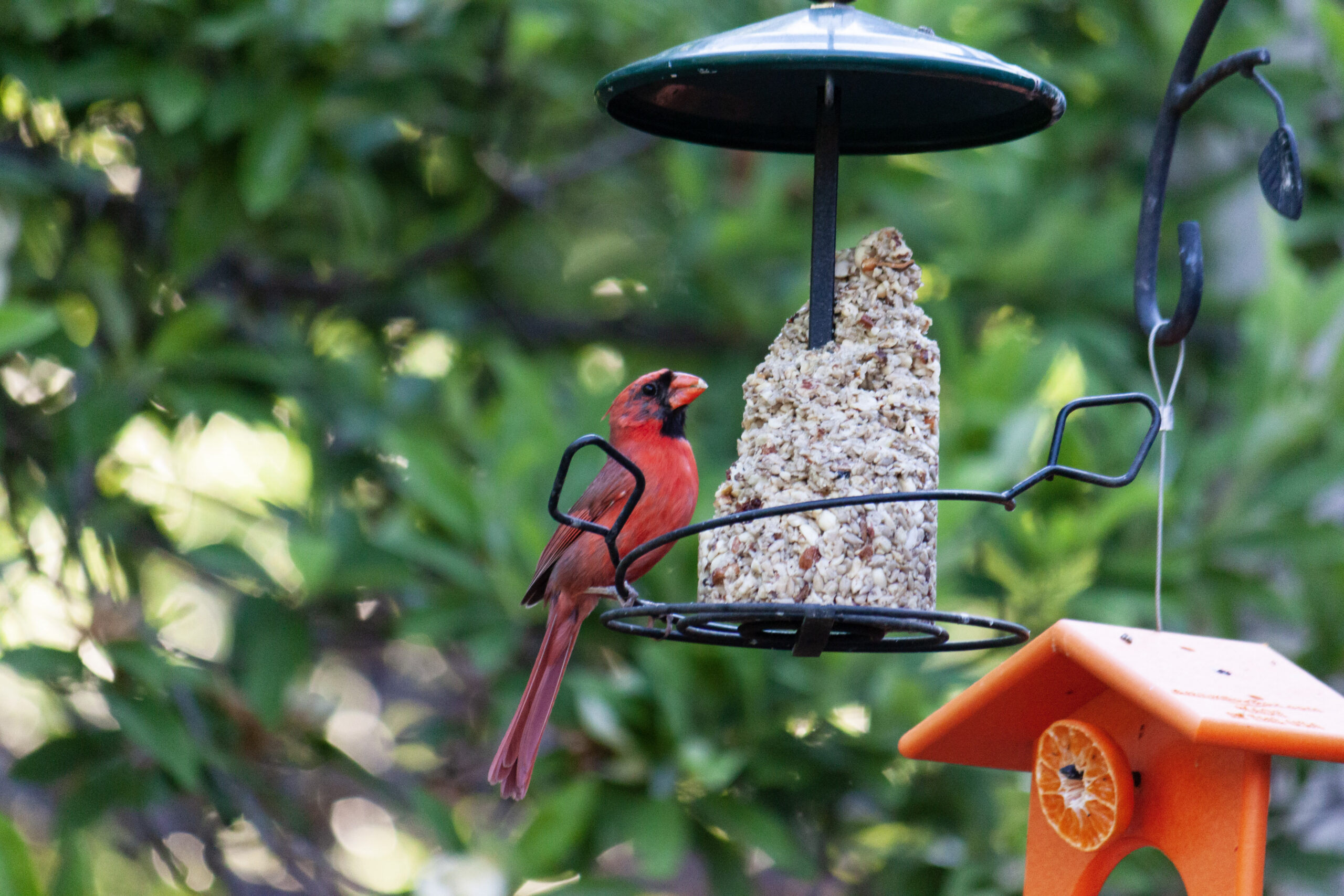 Male Northern Cardinal feeding at a backyard feeder