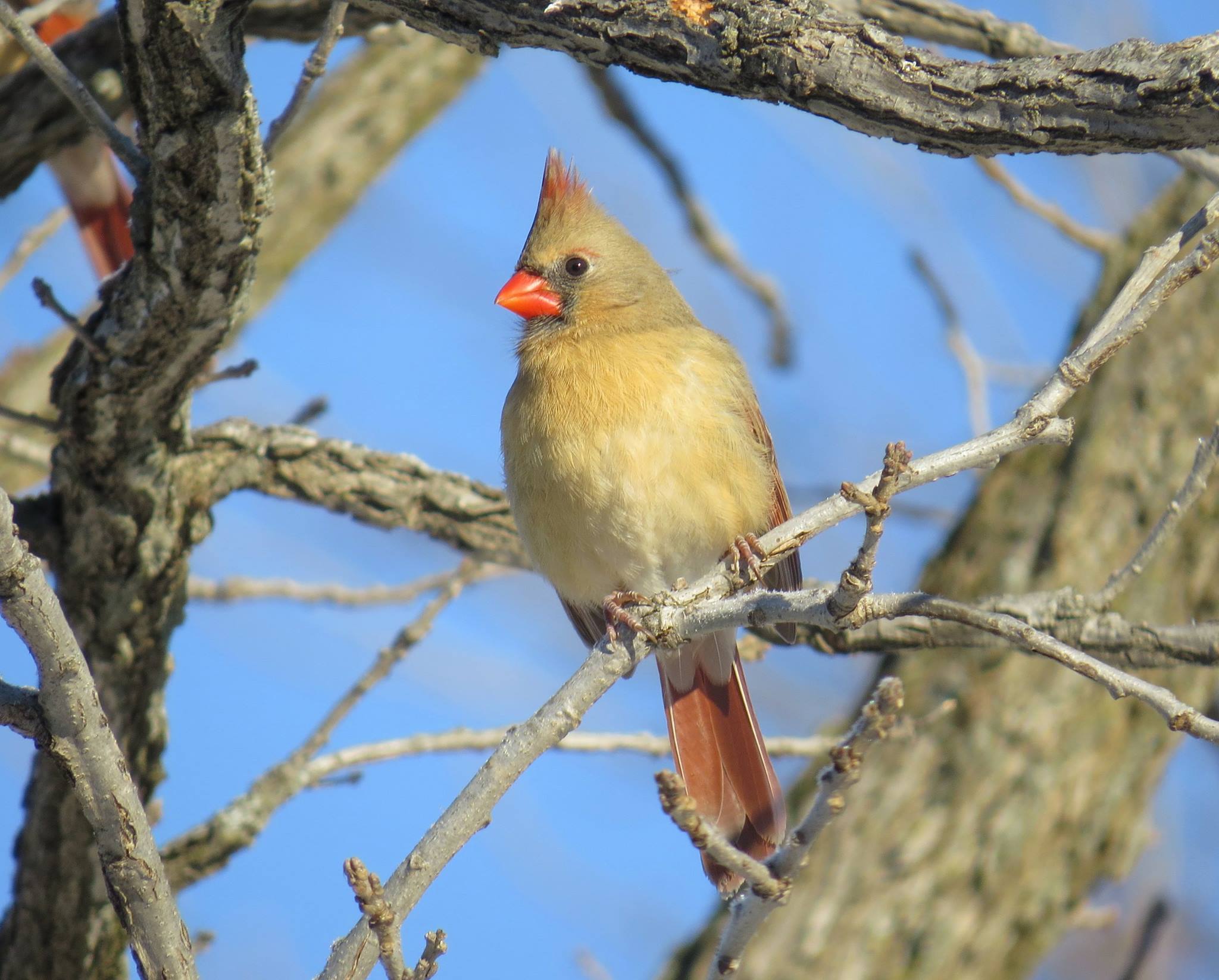 Female Northern Cardinal showing buff-brown plumage and orange-red bill